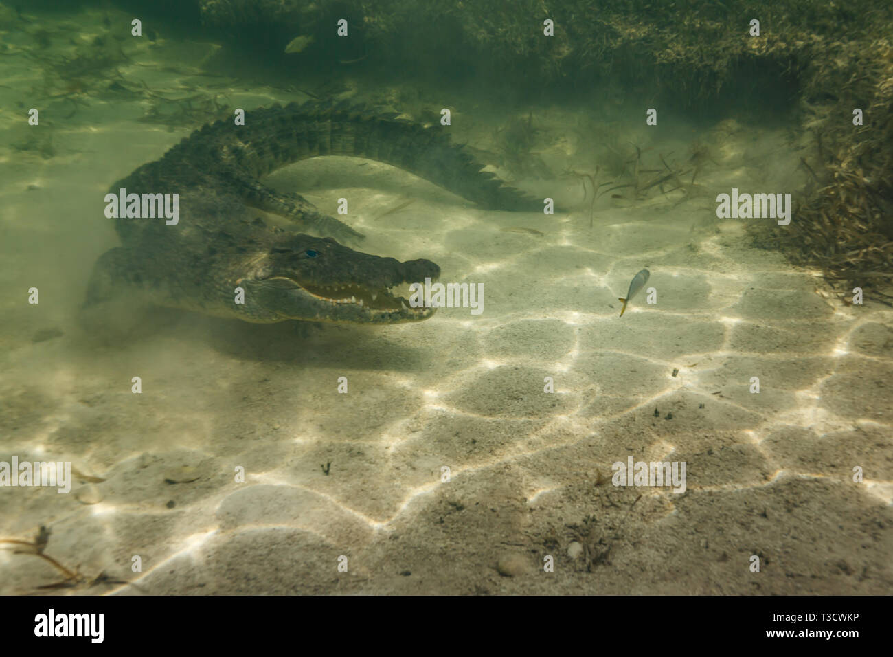 Closeup of an American crocodile, Crocodylus acutus, jaw open, swimming out of patch of sea grass on the ocean floor to grab a fish Stock Photo