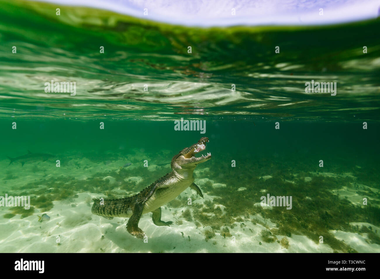 Closeup of an American crocodile, Crocodylus acutus, jaw open, underwater, front feet off the ground, tail swishing, swimming straight up off the ocea Stock Photo