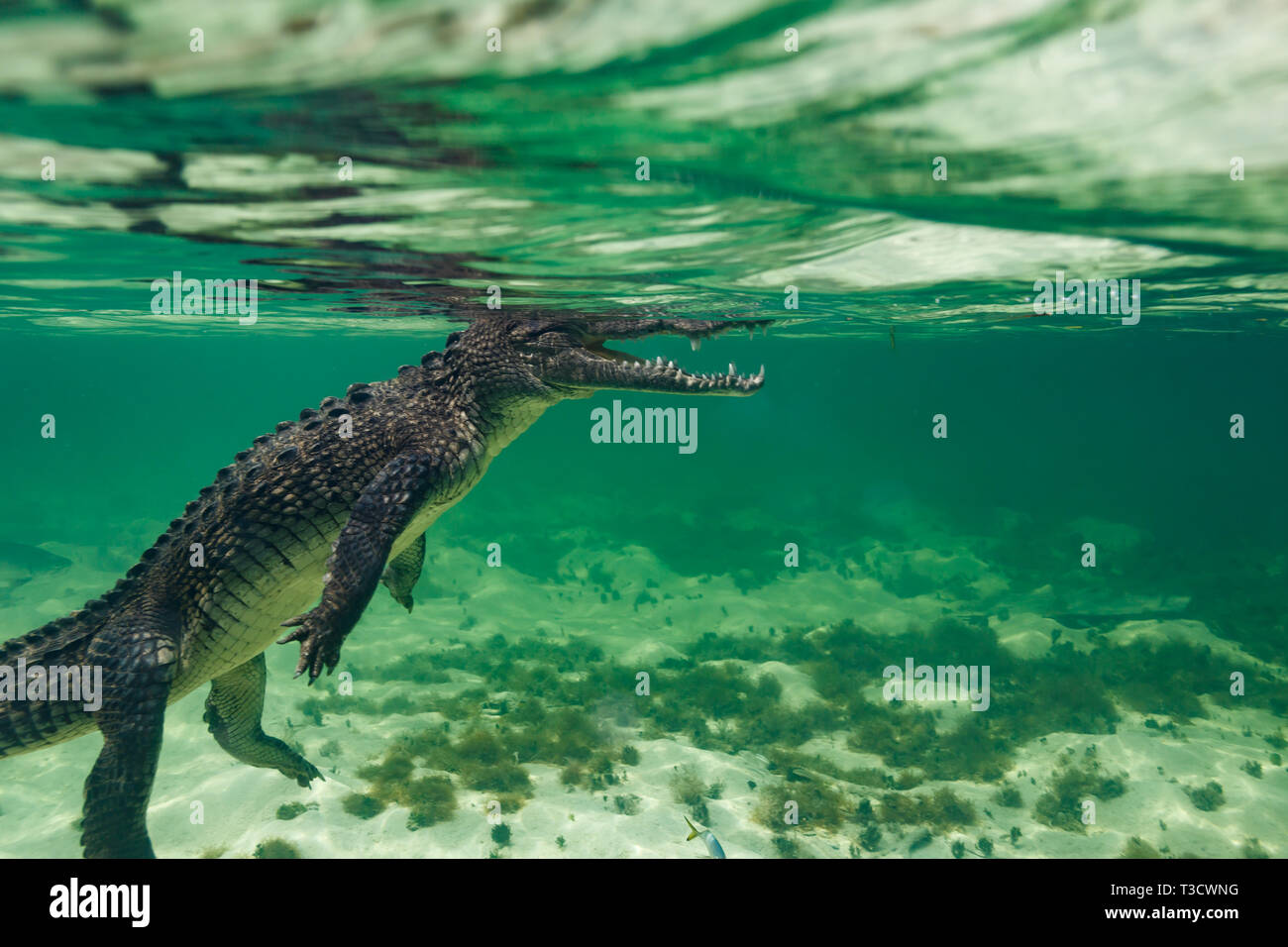 Underwater view of American crocodile, Crocodylus acutus, floating near surface of the ocean with jaws open Stock Photo