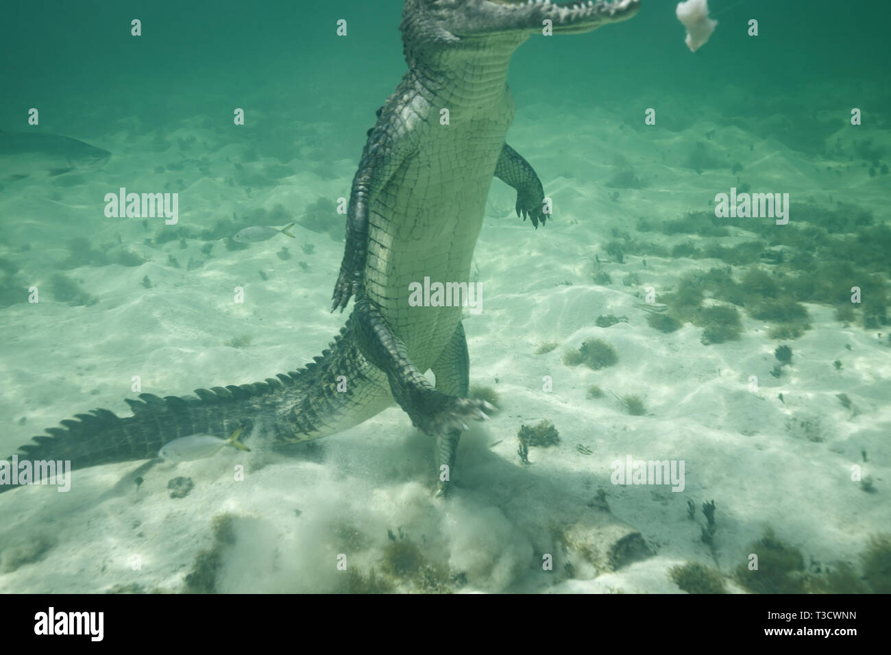 Closeup of side of an American crocodile, Crocodylus acutus, front feet off the ground, launching straight up off the ocean bottom to get a white fish Stock Photo