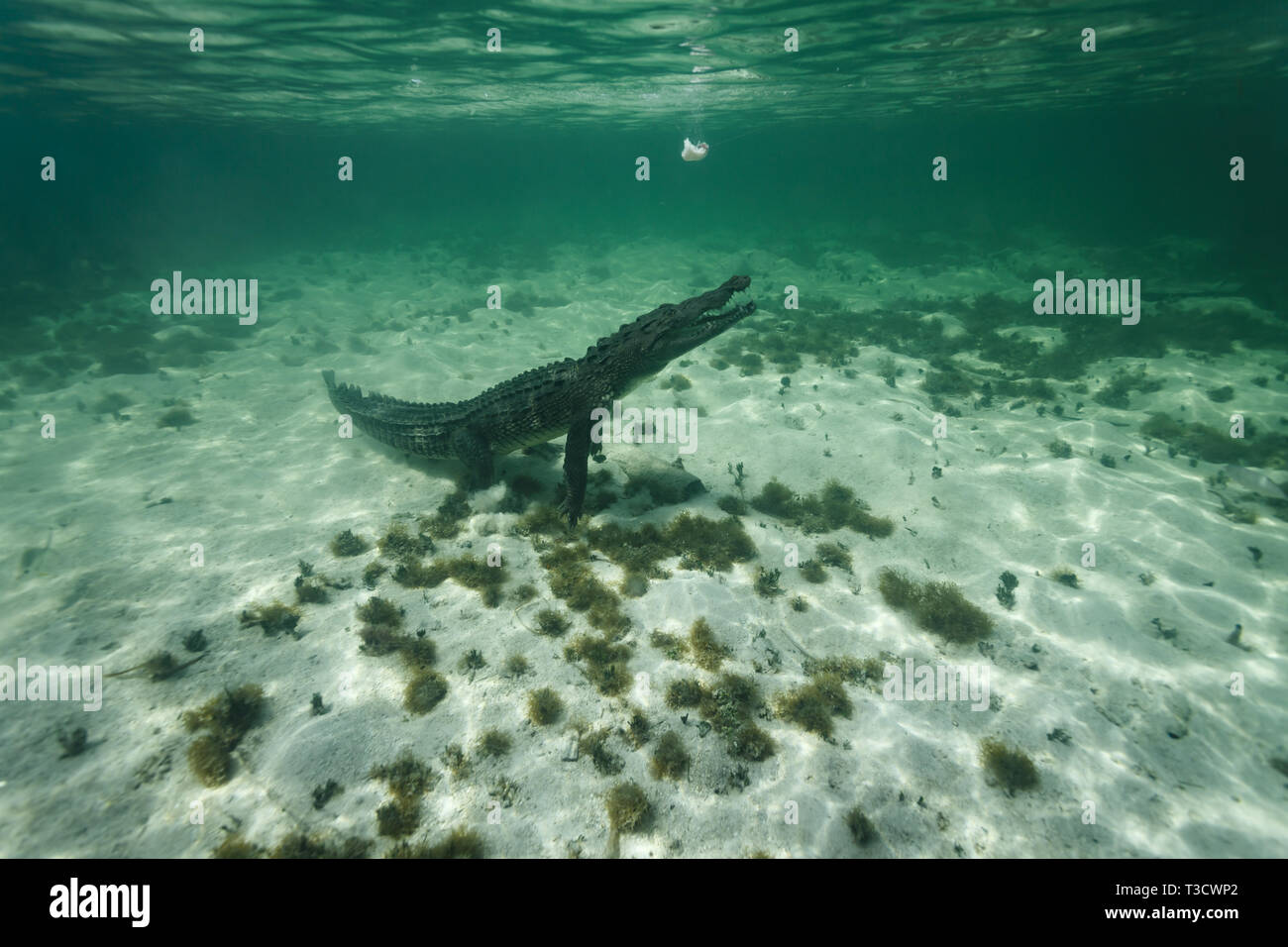 Closeup of side of an American crocodile, Crocodylus acutus, launching off the ocean bottom at a white fish Stock Photo