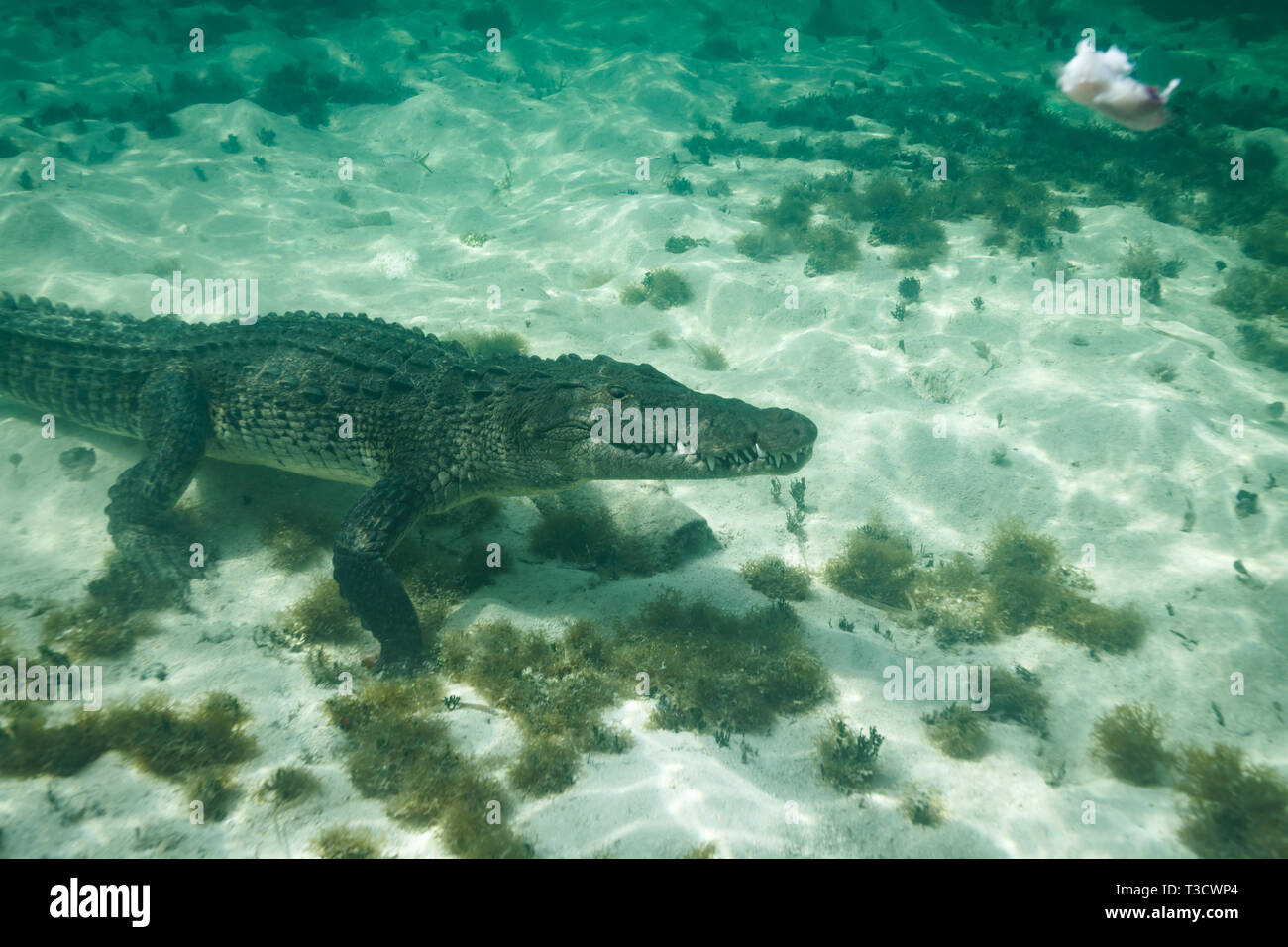 Closeup of side of an American crocodile, Crocodylus acutus, walking on the ocean bottom facing diver showing lots of sharp teeth staring  at a white Stock Photo