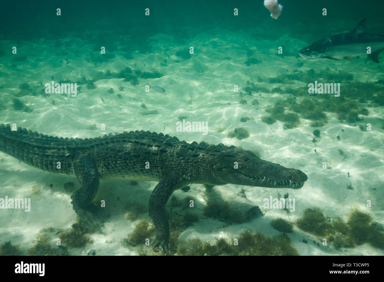 Closeup of side of an American crocodile, Crocodylus acutus, walking on the ocean bottom facing diver showing lots of sharp teeth staring straight ahe Stock Photo
