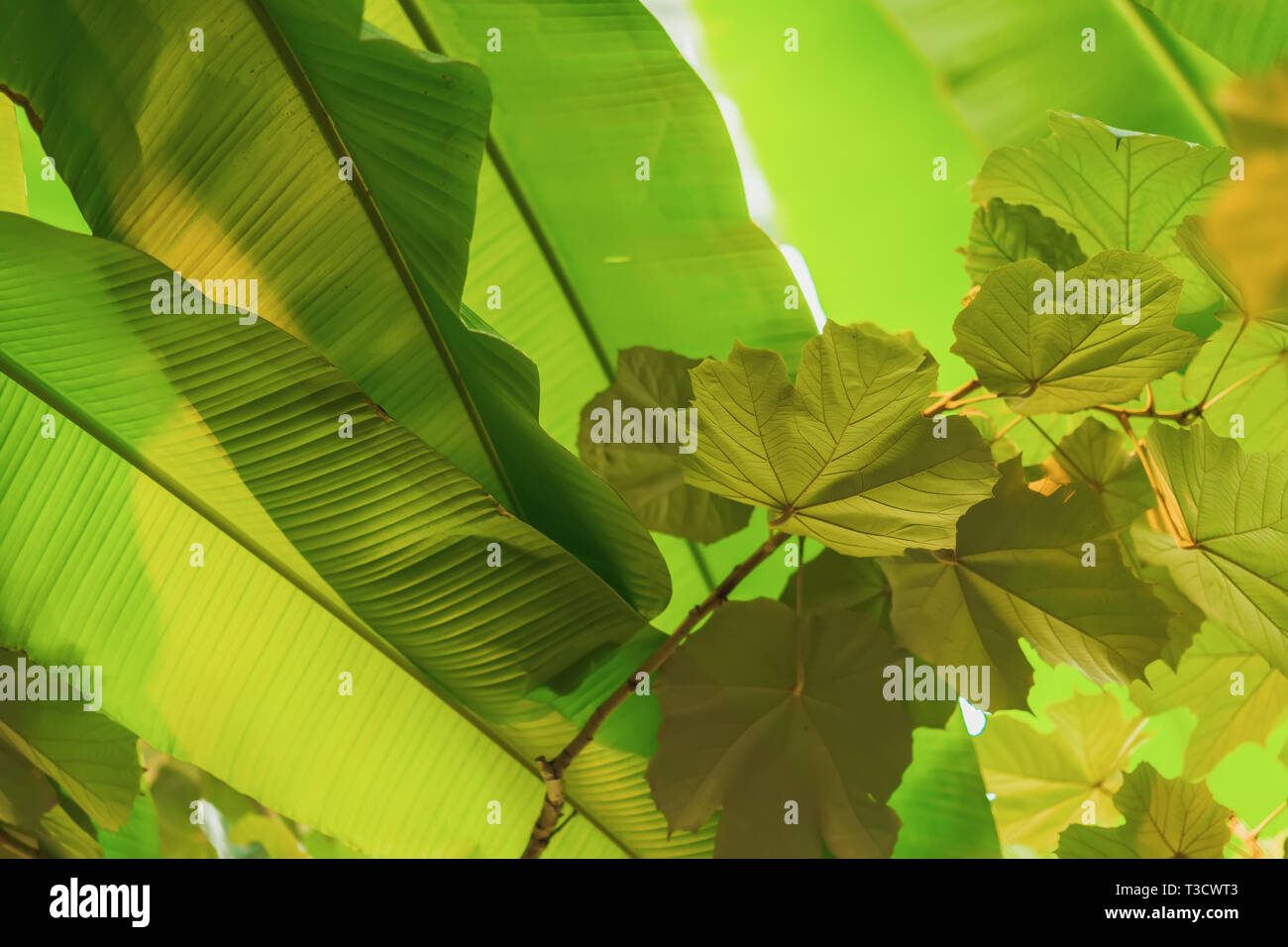 Tropical tree branches with light, foliage, fresh exotic botanical