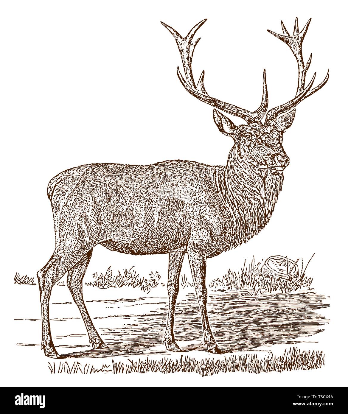 Male red deer (cervus elaphus) stag in side view, standing in a landscape. Illustration after a historic engraving from the 19th century Stock Vector