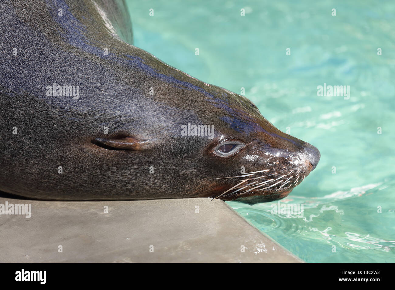 Südafrikanischer Seebär / Brown fur seal / Arctocephalus pusillus Stock Photo