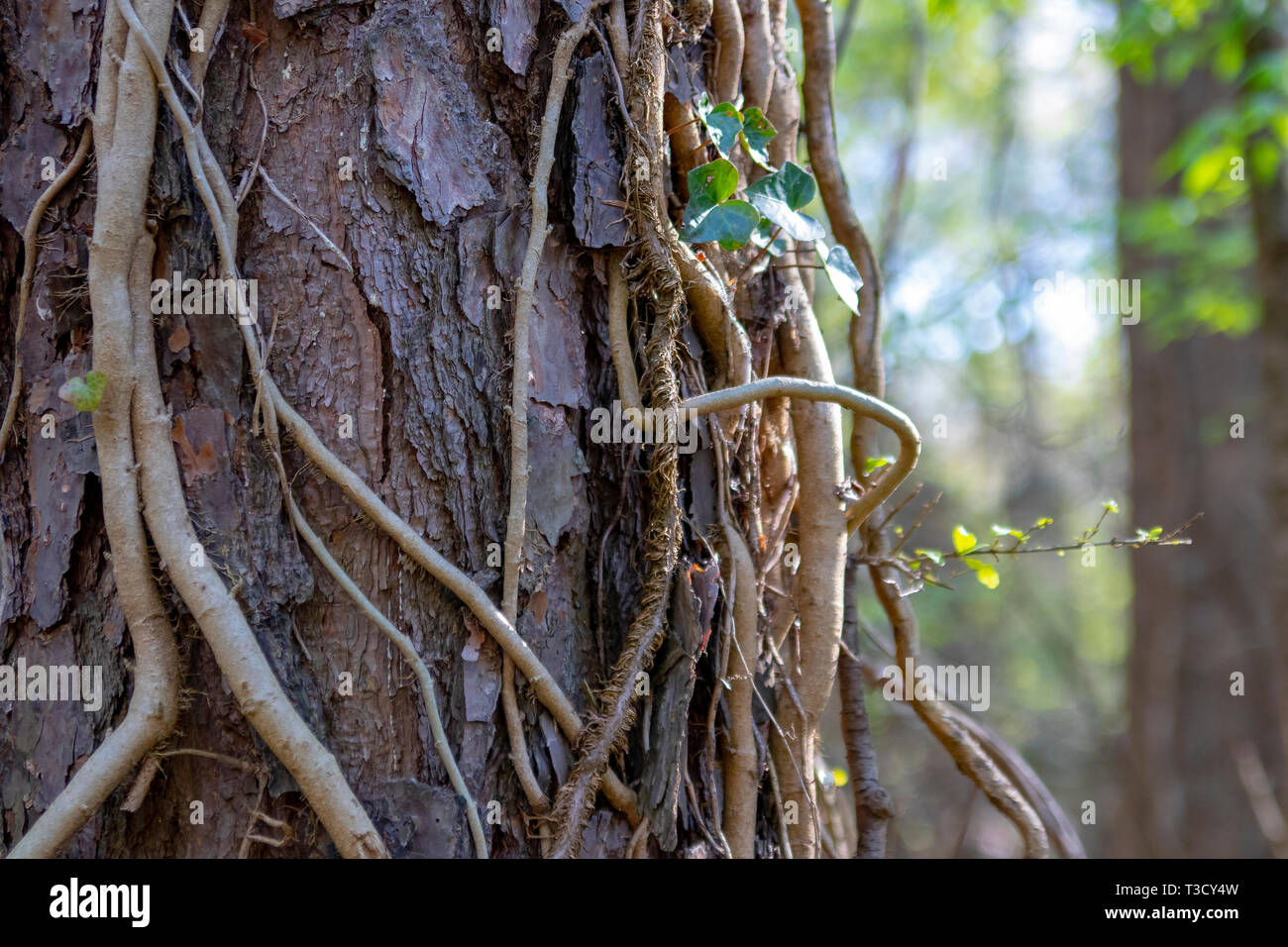 Vines and tree bark Stock Photo Alamy