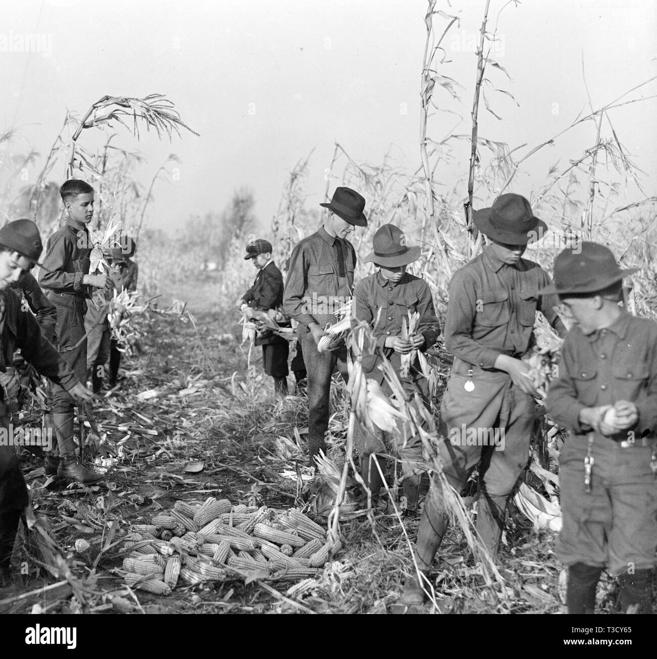 Boy Scouts working on a Boy Scout Farm ca. 1917 Stock Photo - Alamy