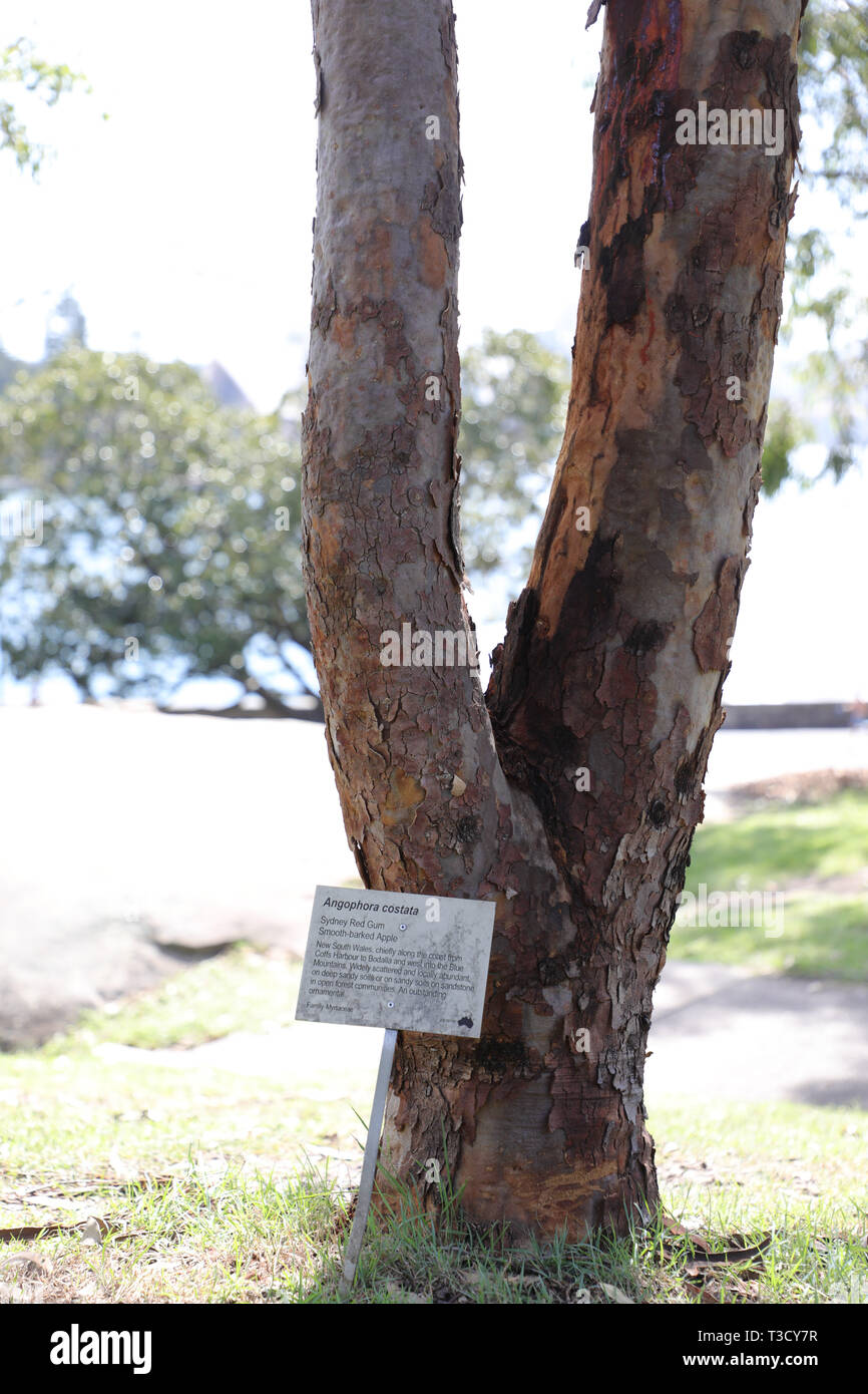 Sydney Red Gum Smooth-barked Apple (Angophora costata) Family Myrtaceae in the Royal Botanic Garden, Sydney. Stock Photo