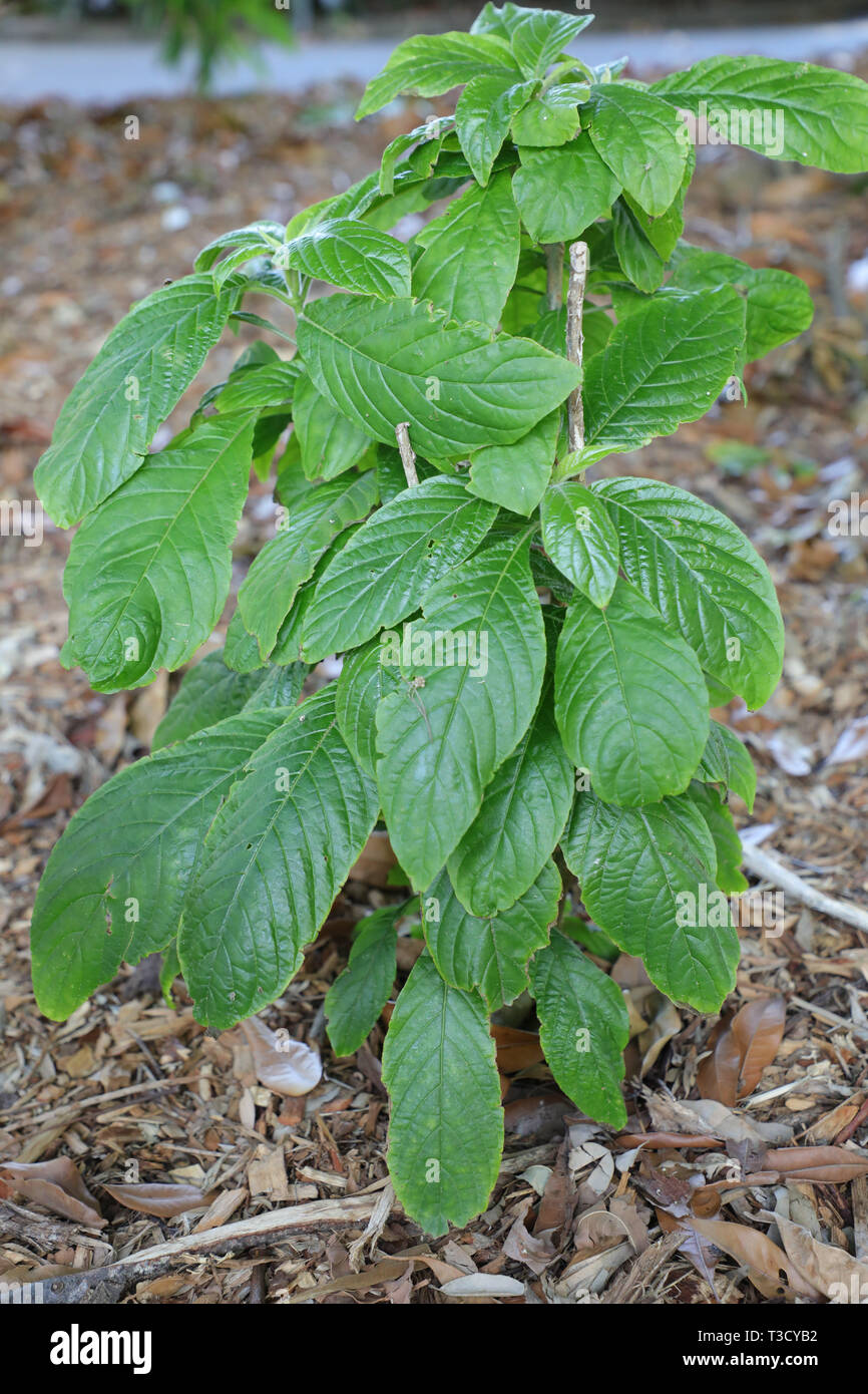 Orange Shrimp Plant (Aphelandra sinclairiana) Acanthaceae, Central