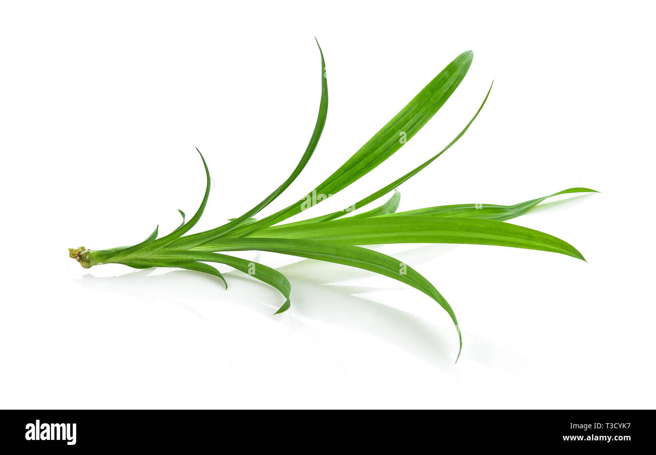 Pandan Leaves isolated on white background Stock Photo Alamy
