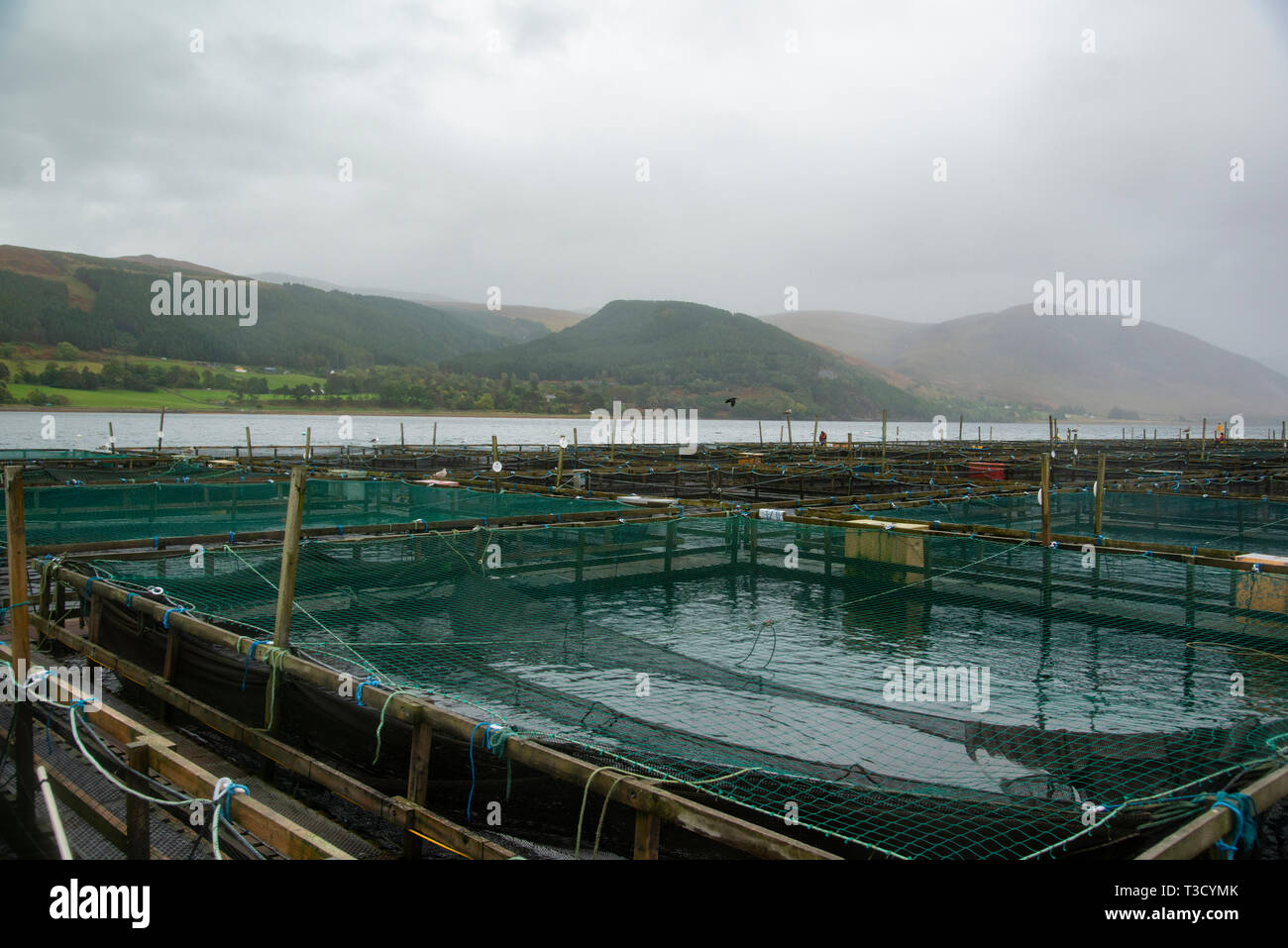 Salmon Fish Farm, Scotland, UK Stock Photo