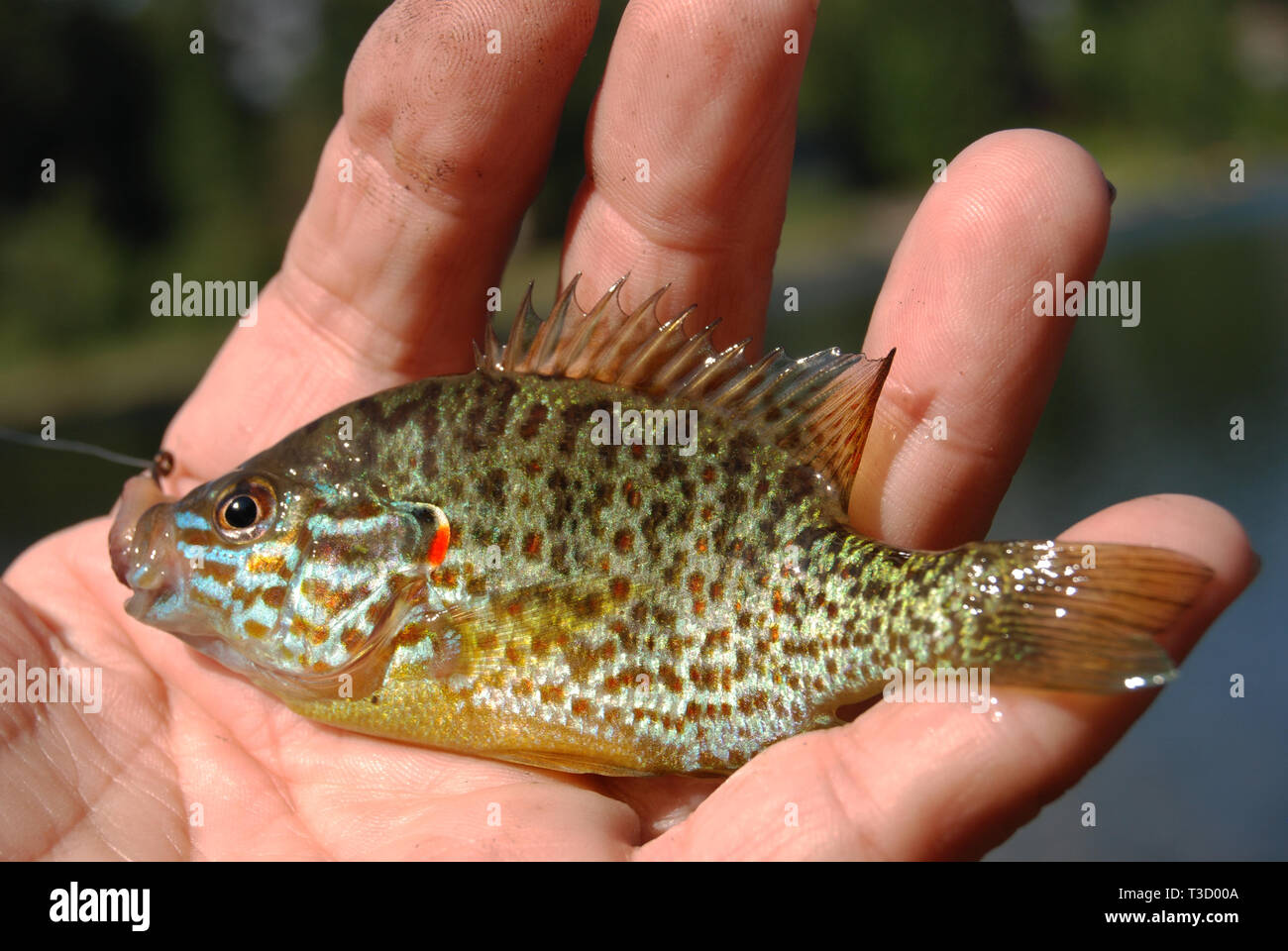 Lake sunfish sale