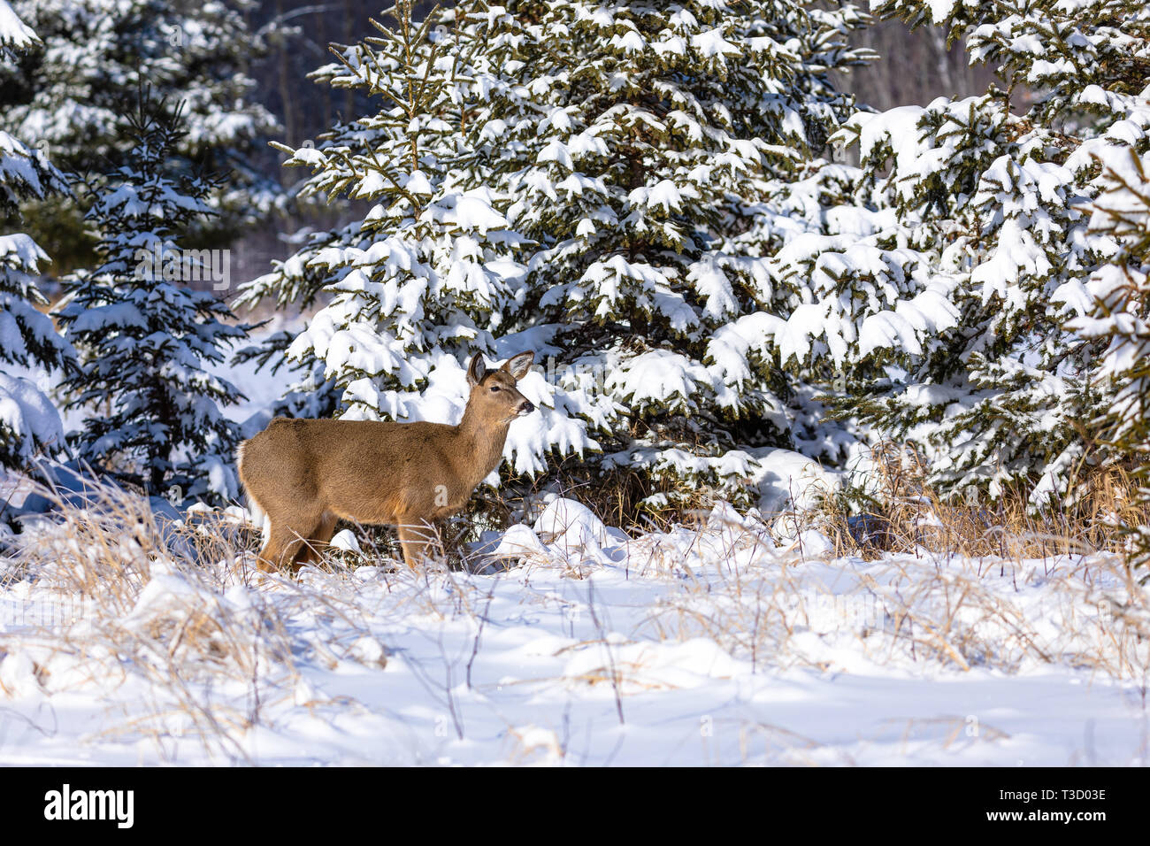 White-tailed doe standing in the winter snow. Stock Photo