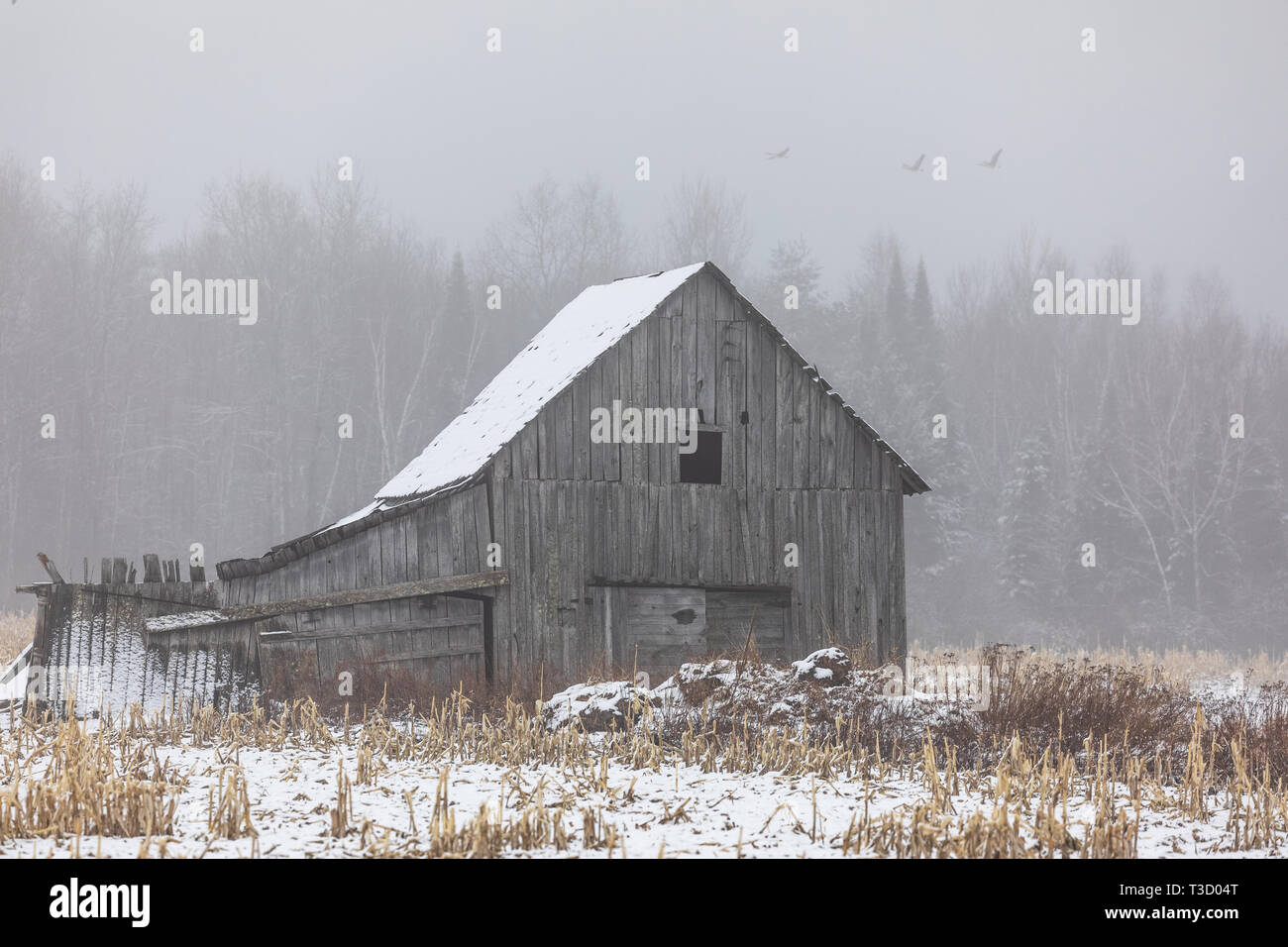A Weathered Barn On A Foggy Morning In Northern Wisconsin Stock