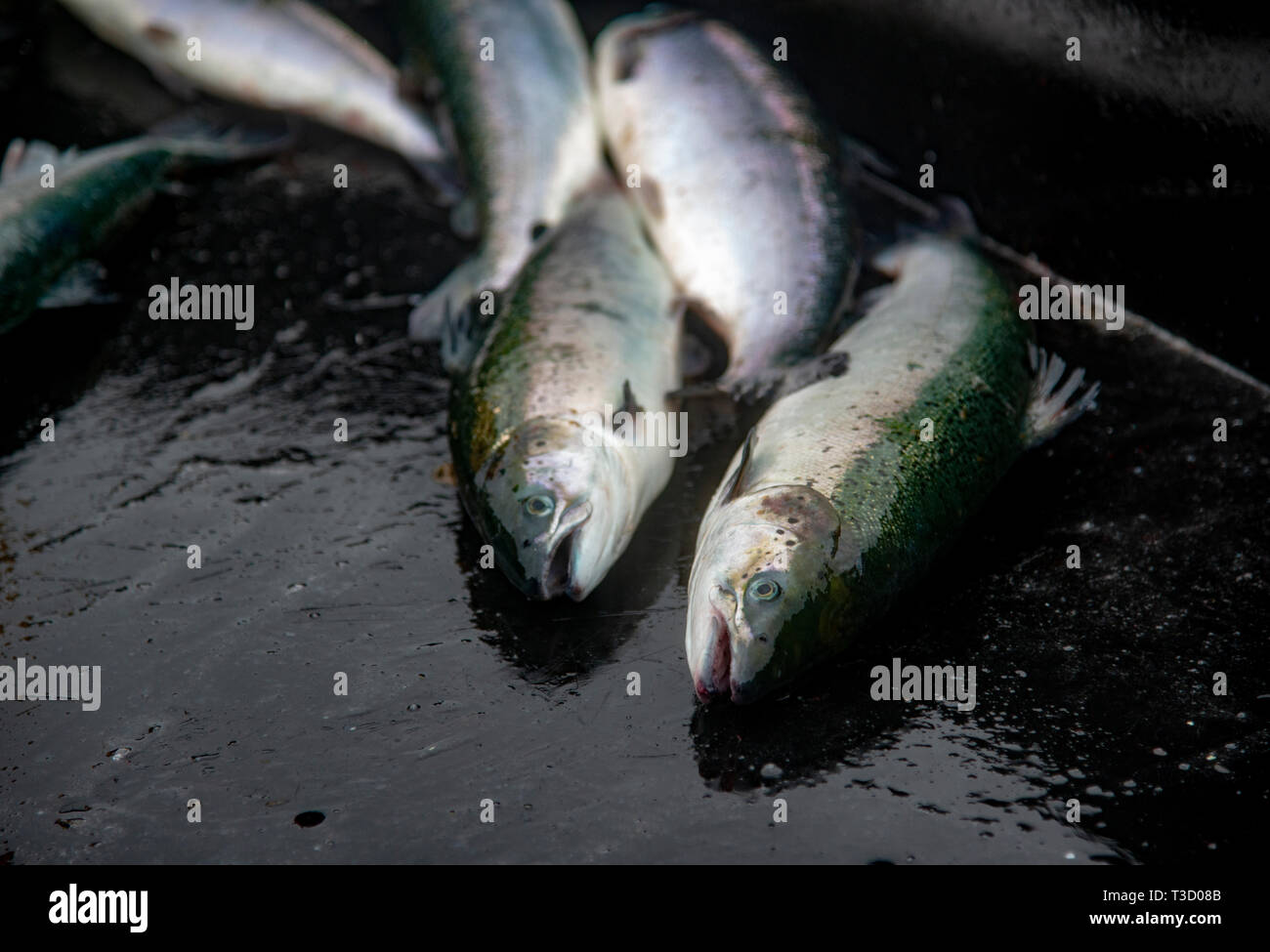 Live Salmon Waiting to be dispatched on a Scottish Fish farm, Scotland, UK Stock Photo