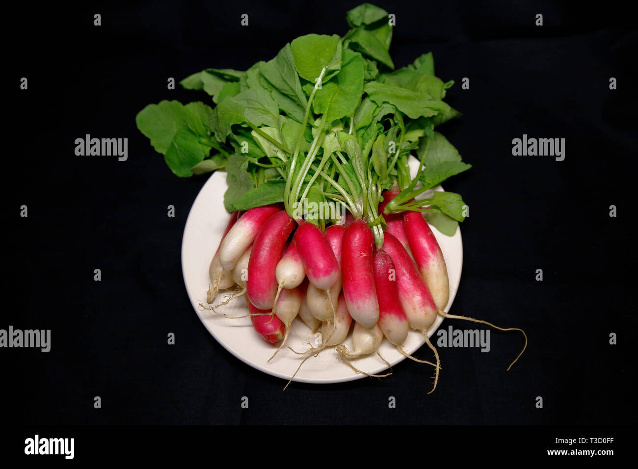 Radis Rose High Resolution Stock Photography And Images Alamy