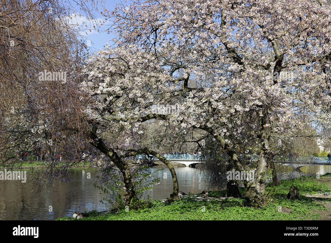 Cherry blossoms in St James Park London Stock Photo - Alamy