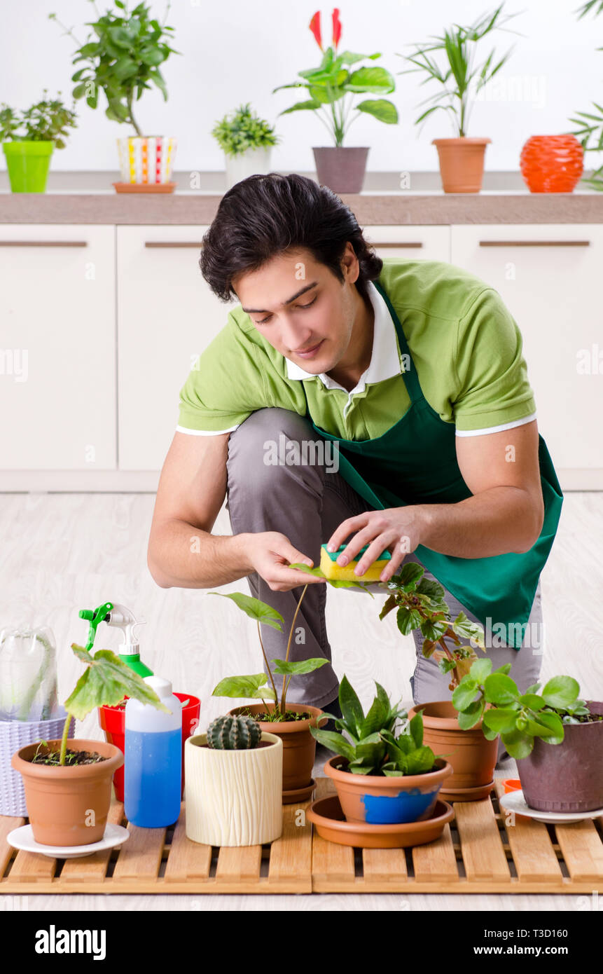 Dusting house plants hires stock photography and images Alamy