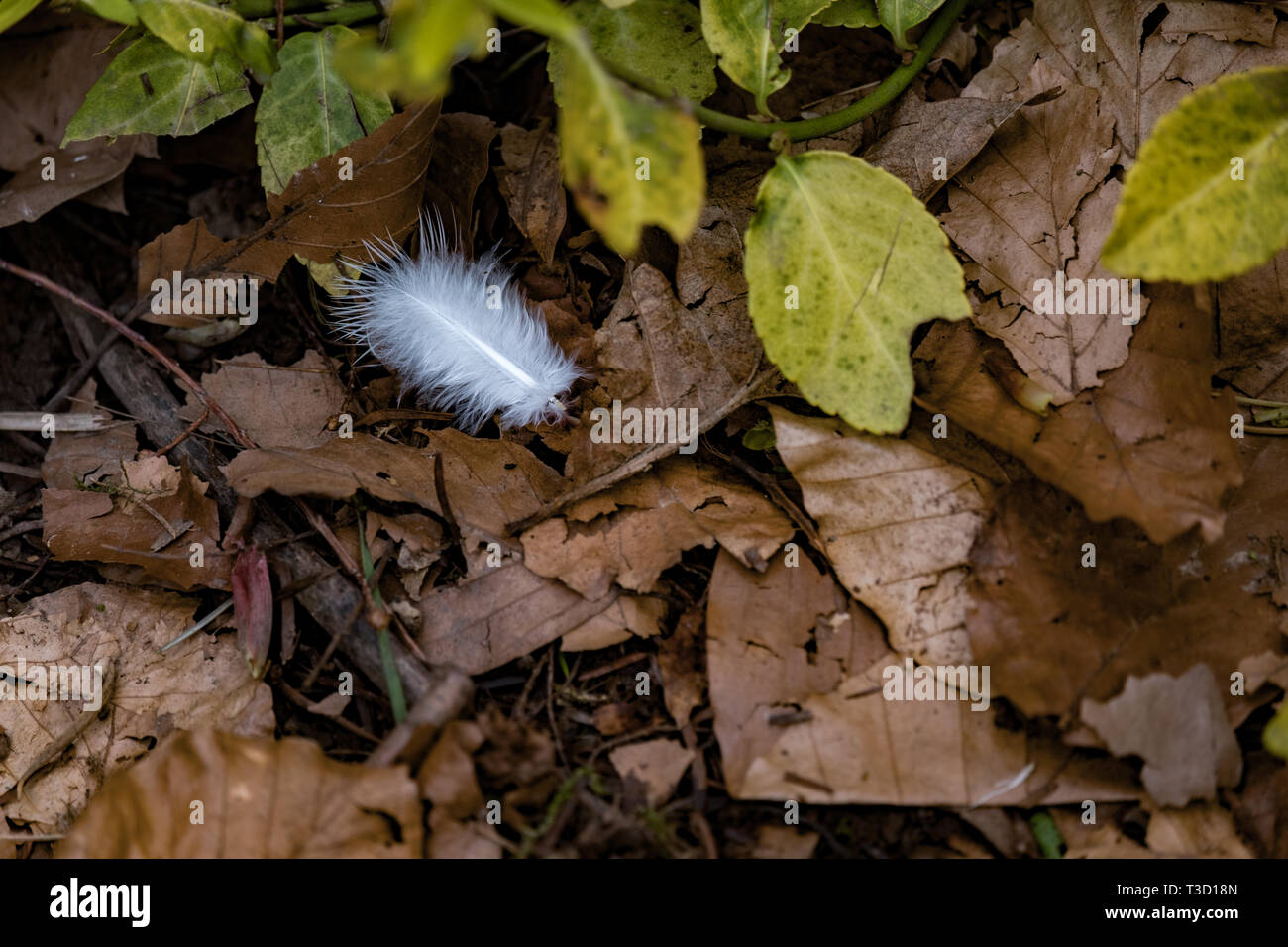 Beautiful white fluffy feather lying on brown leaves on the ground. Stock Photo
