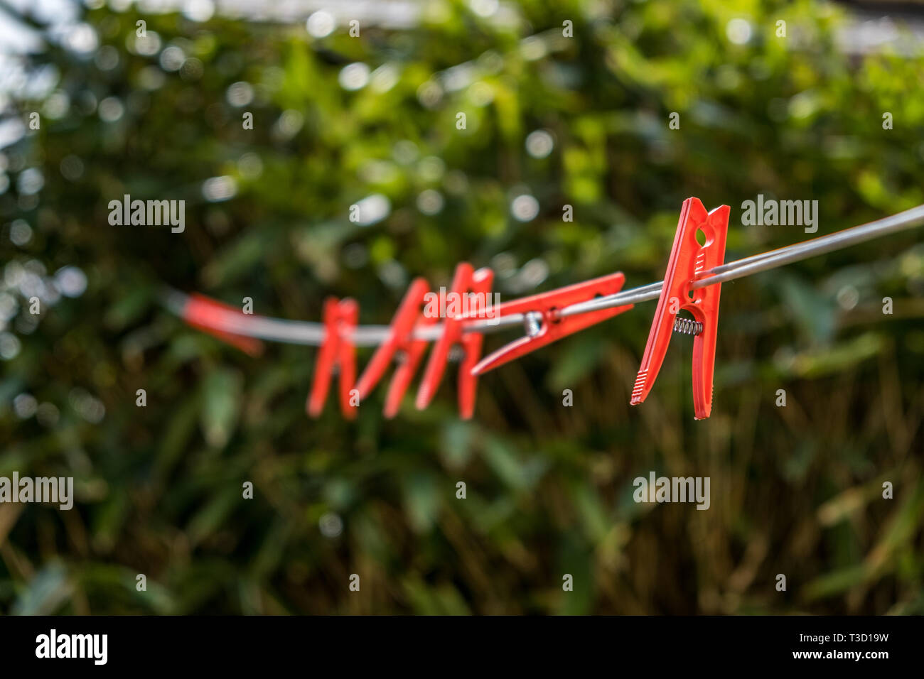 Red plastic clothes pegs on a clothes line against the background of blurred green bush. Stock Photo