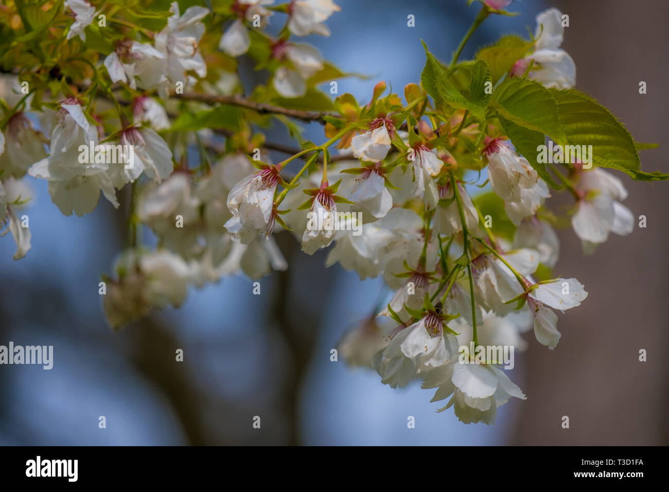 Hanging white flowers hi-res stock photography and images - Alamy