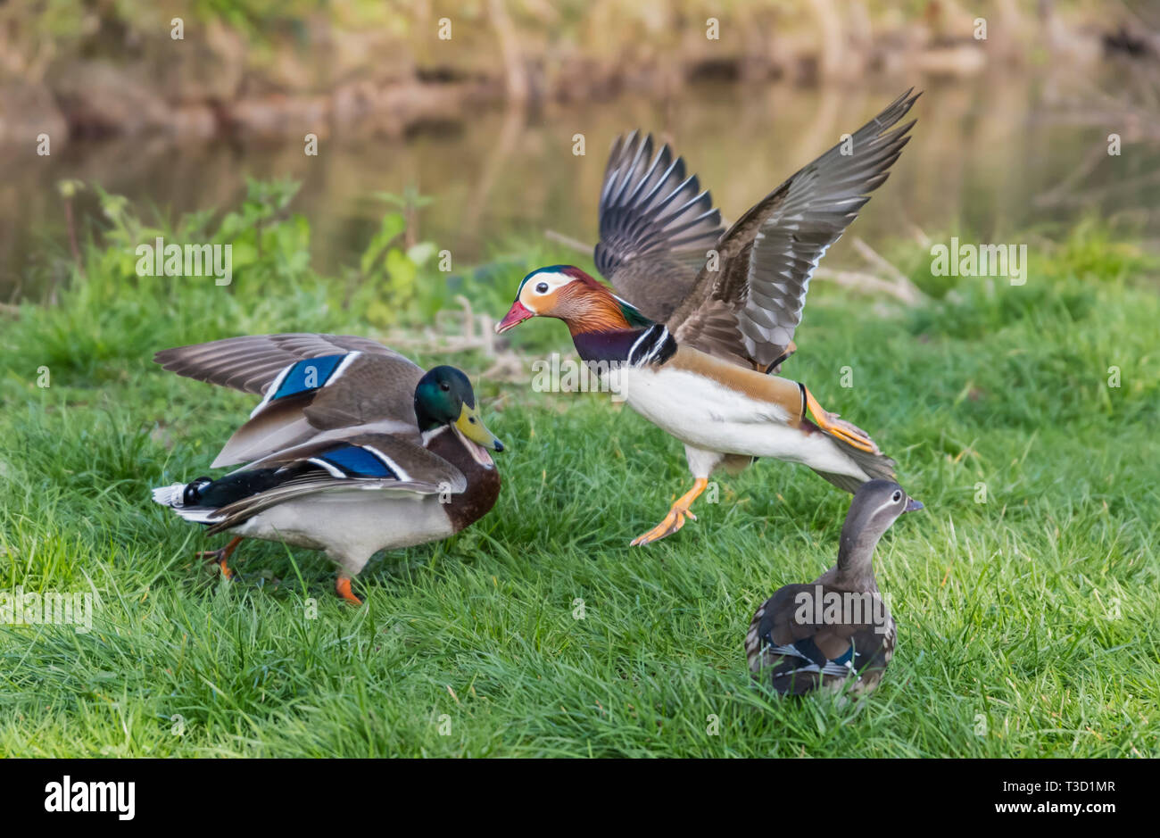 Wildlife confrontation between a Mallard Duck and a Mandarin Duck in Spring in West Sussex, UK. Stock Photo