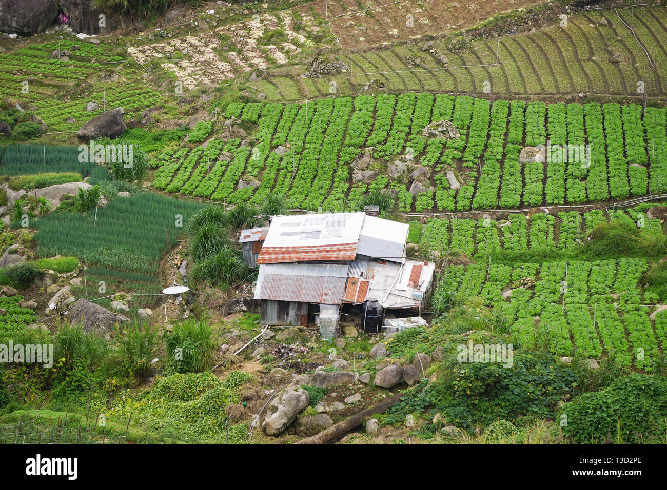 Green refreshing view of vegetable farm over mountain range in Kundasang Sabah Malaysia Stock