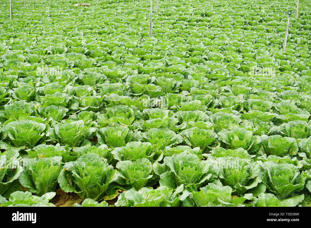 Kundasang vegetable farm hires stock photography and images Alamy