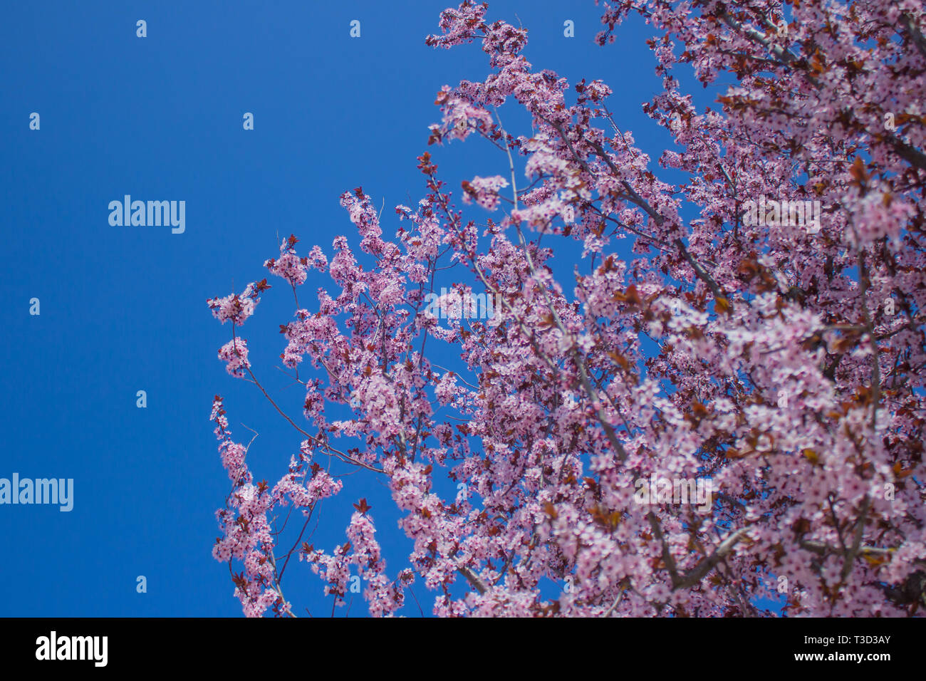 Branch With Pink Sakura Blossoms And Blue Sky Background Blooming