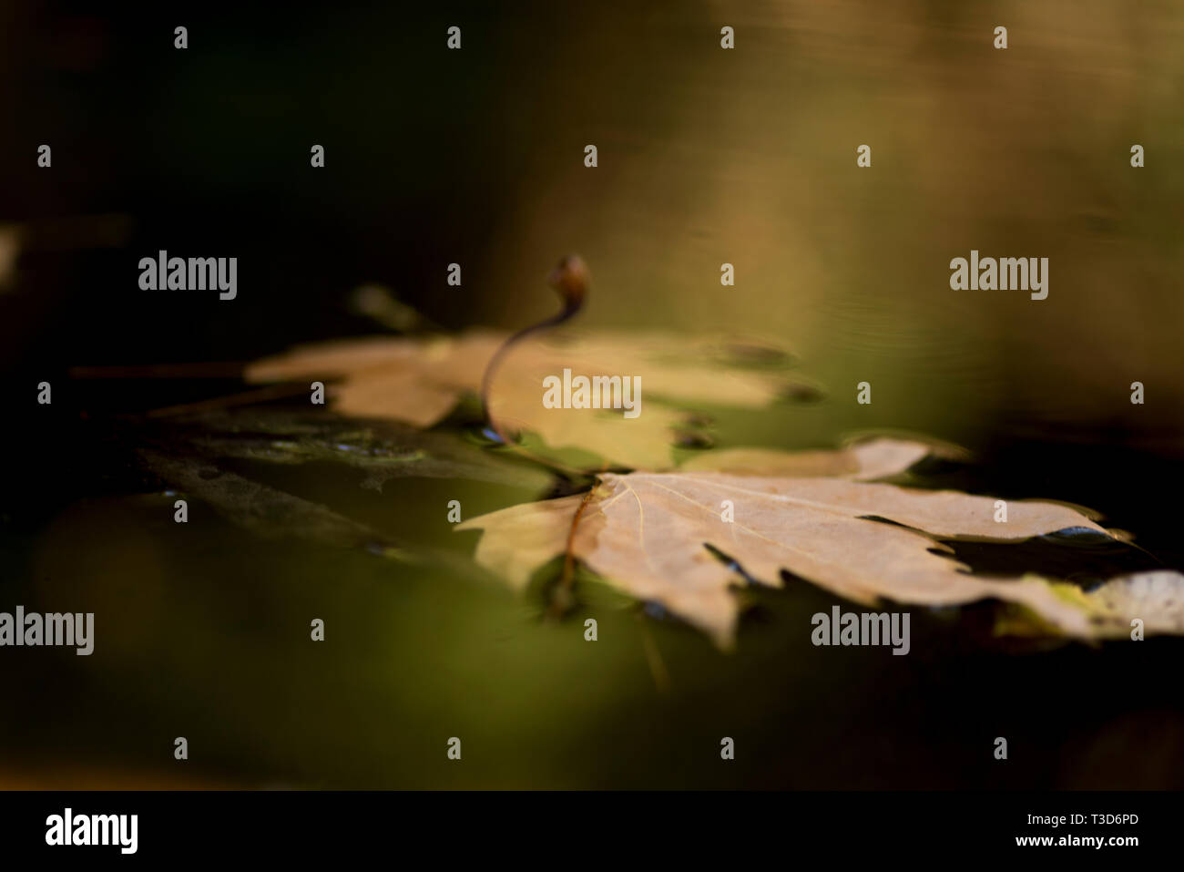 Dry leaves float on water Stock Photo Alamy
