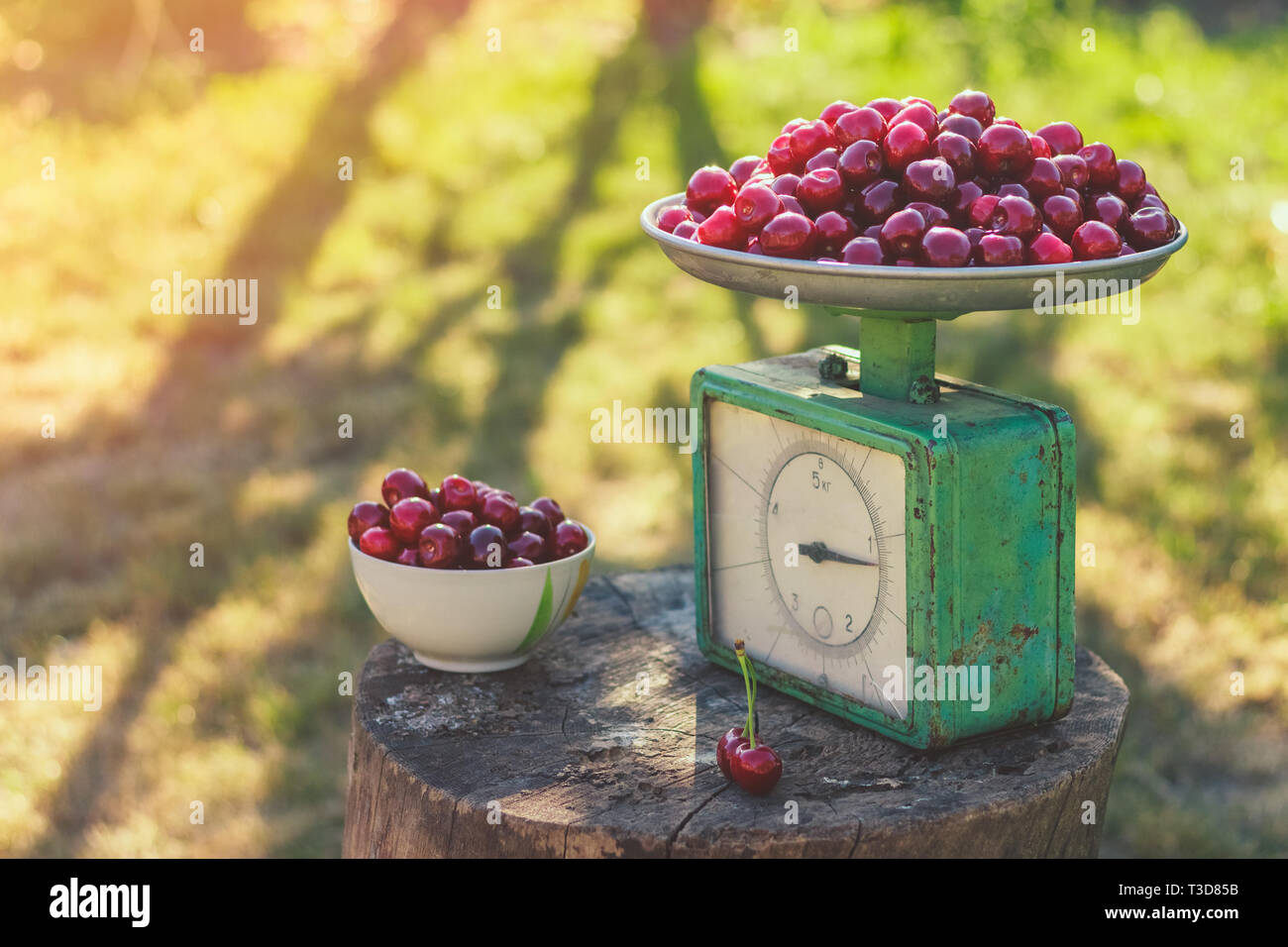 Vintage ripe sweet cherry on scales in the garden Stock Photo