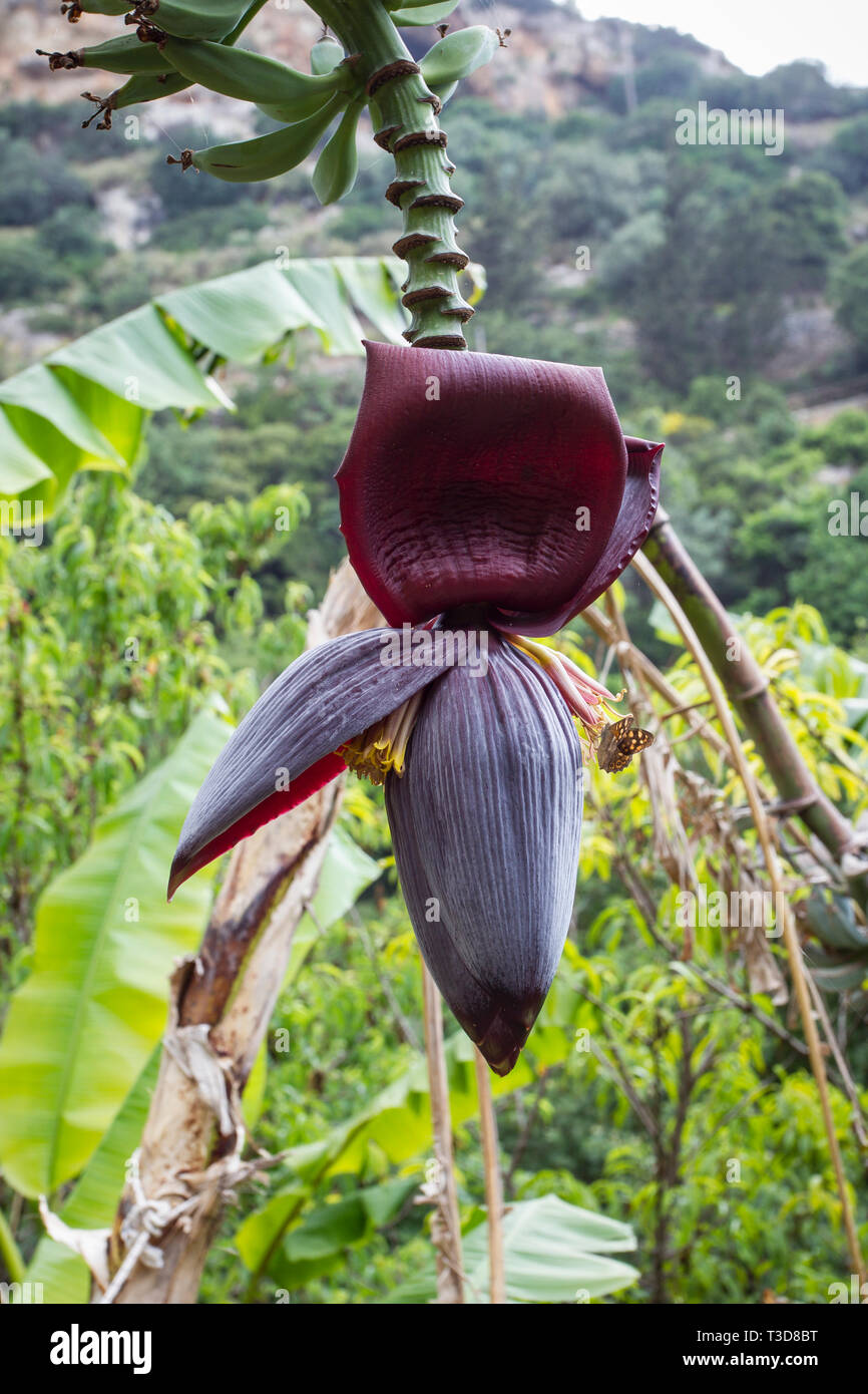Bananenpflanzen High Resolution Stock Photography And Images Alamy