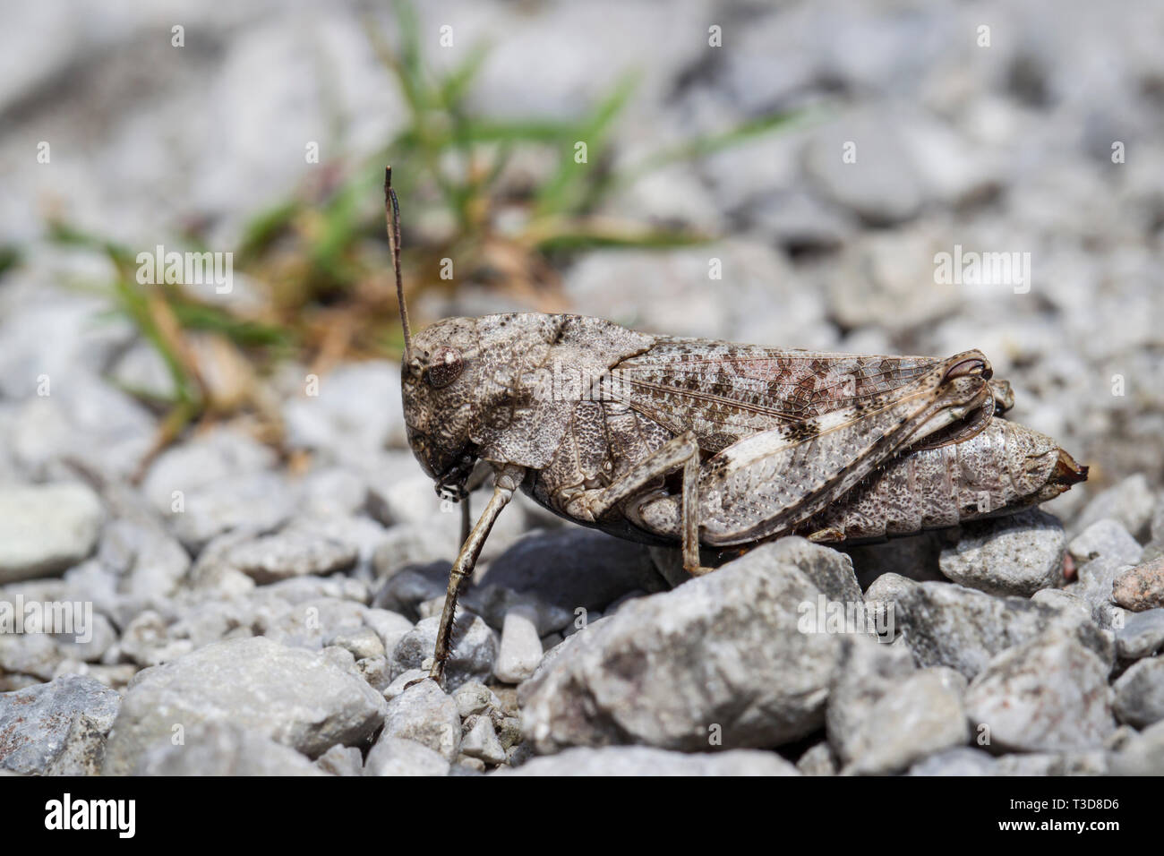 Rotfluegelige Schnarrschrecke, Psophus stridulus, rattle grasshopper Stock Photo