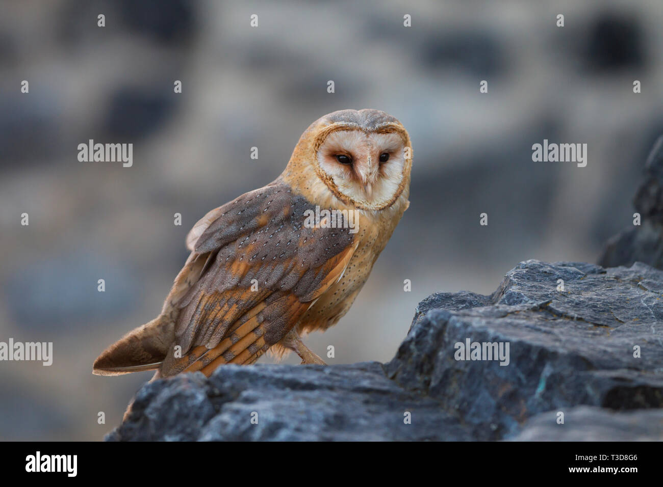 Schleiereule, Tyto alba,barn owl Stock Photo