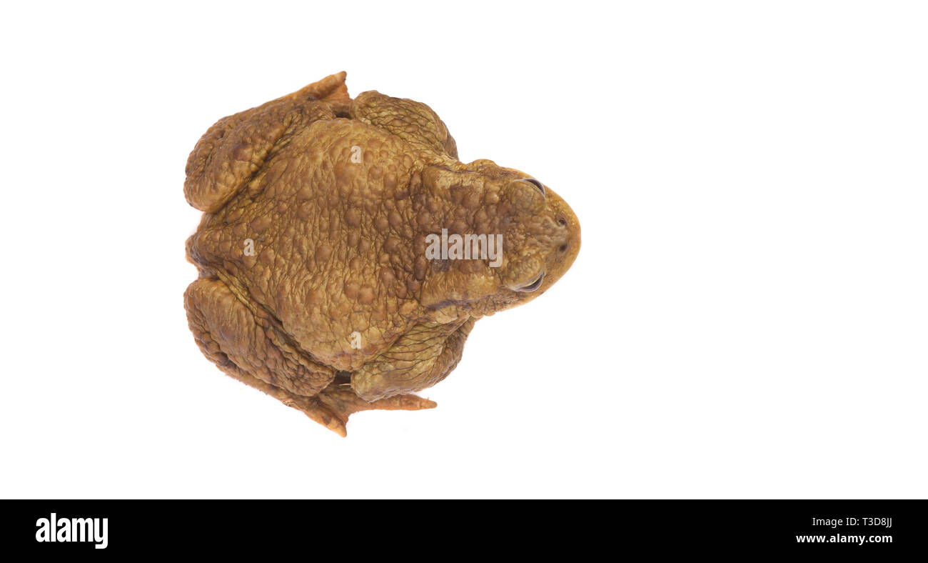 cute frog animal isolated on white background Stock Photo - Alamy