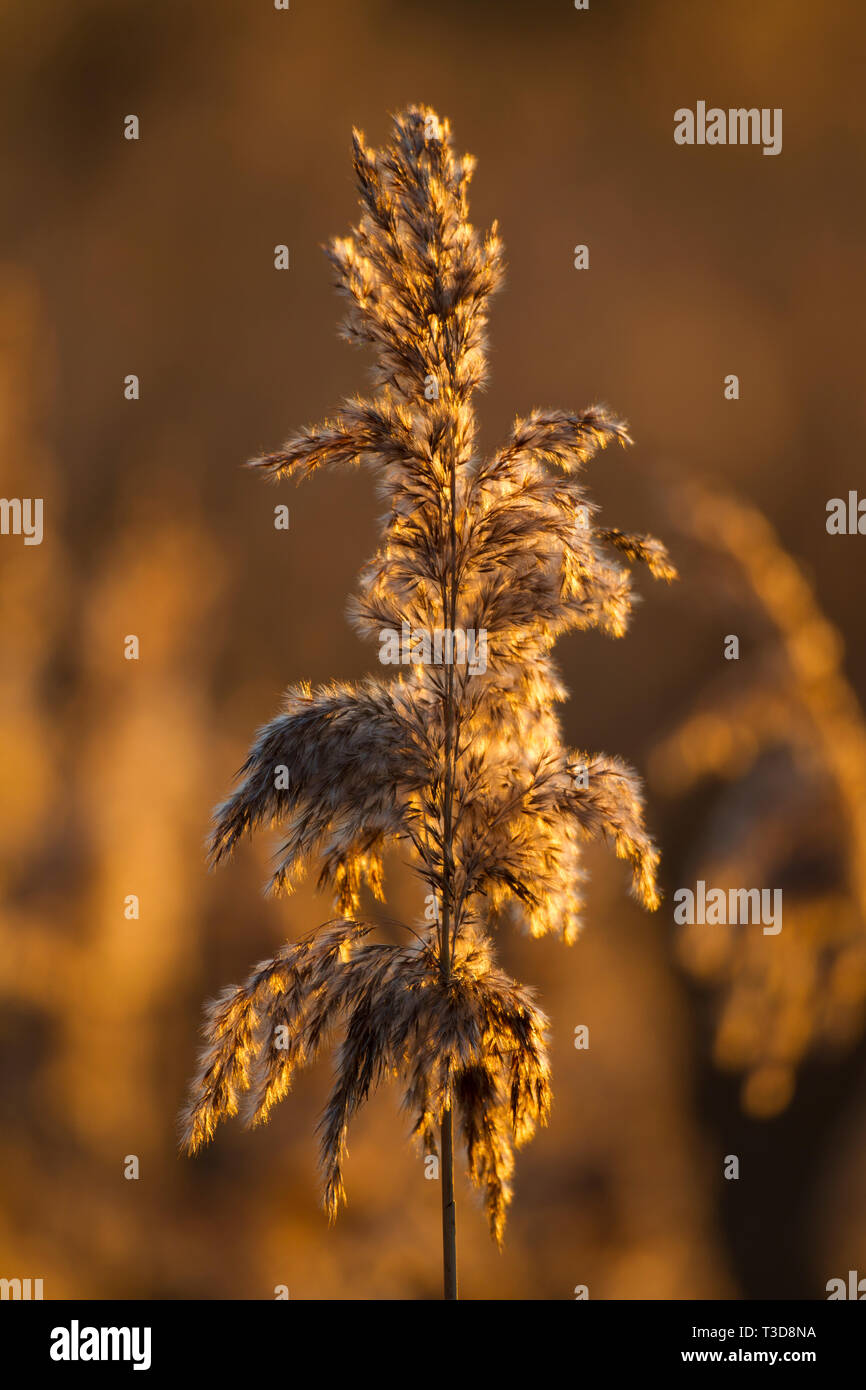 Schilf im Morgenlicht, Reed in the morning light Stock Photo