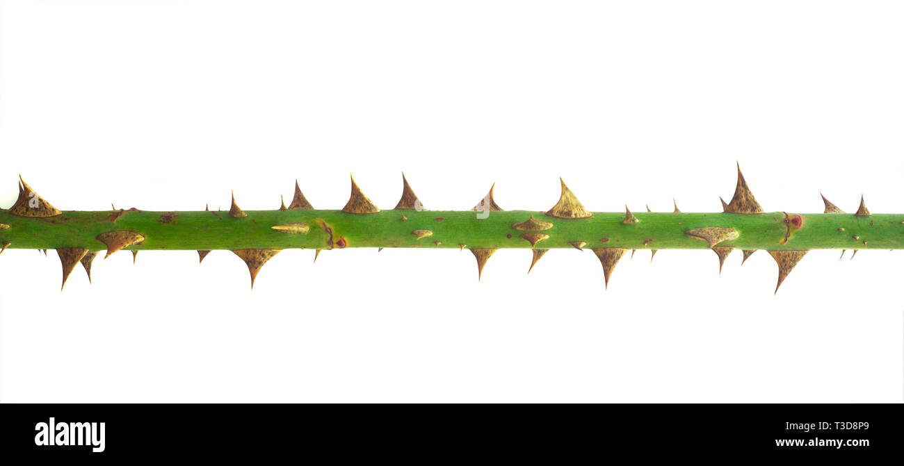 rose stem or spine with spikes isolated on white Stock Photo Alamy