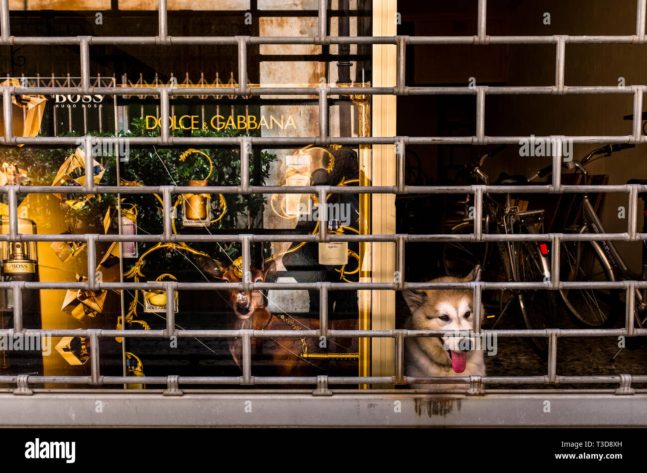 A dog watches through the closed gate of a store advertising luxury  shopping in Fano, Italy Stock Photo - Alamy