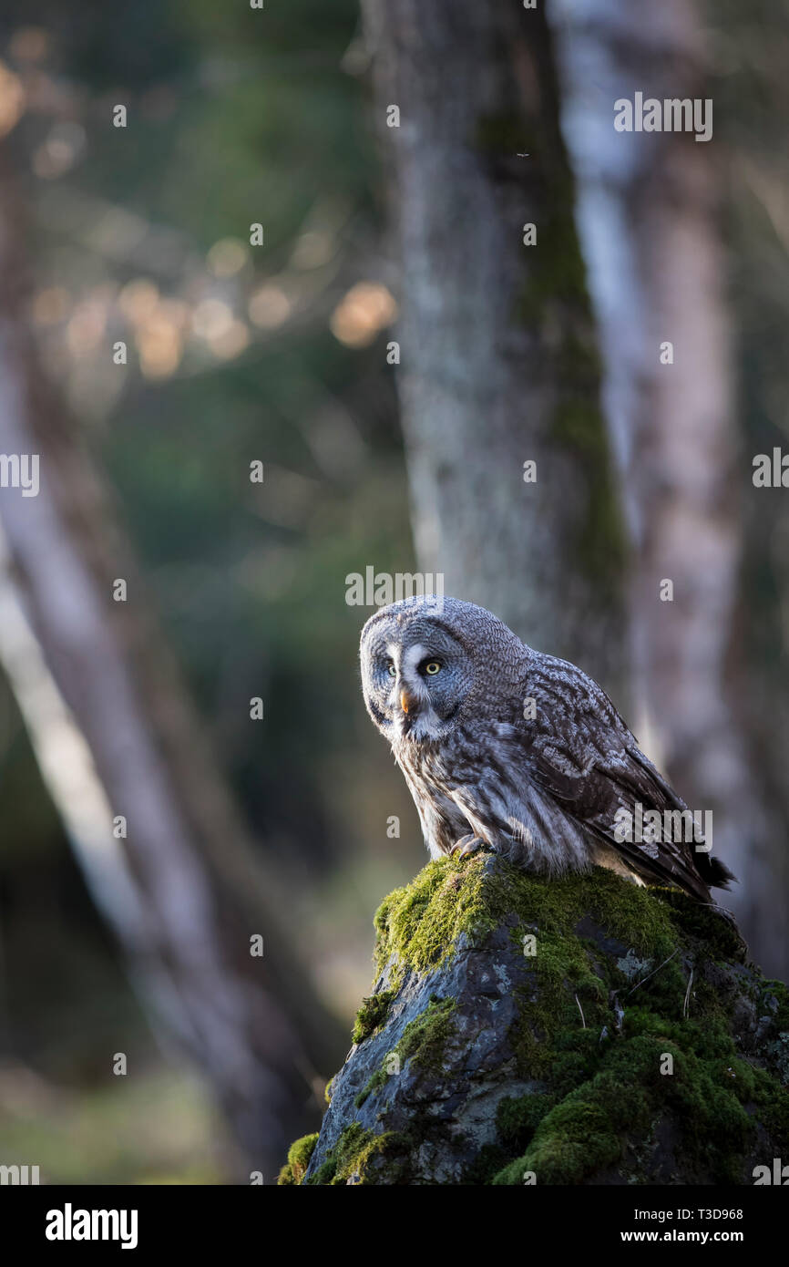 Bartkauz, Strix nebulosa, great grey owl Stock Photo