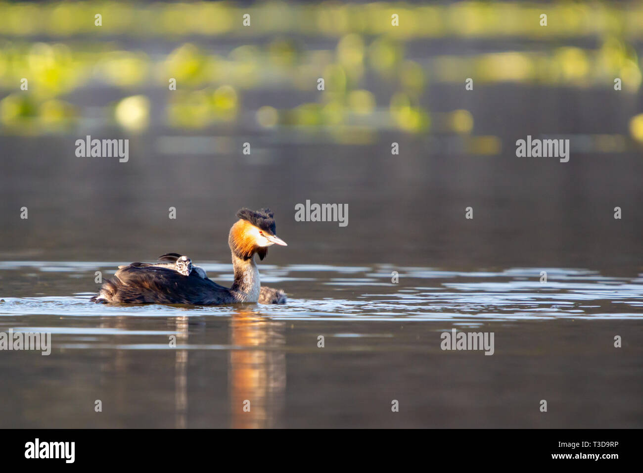Colour wildlife portrait photograph of adult Great crested grebe (Podiceps cristatus) with chick on back whilst swimming on water. Taken on Hatchpond, Stock Photo