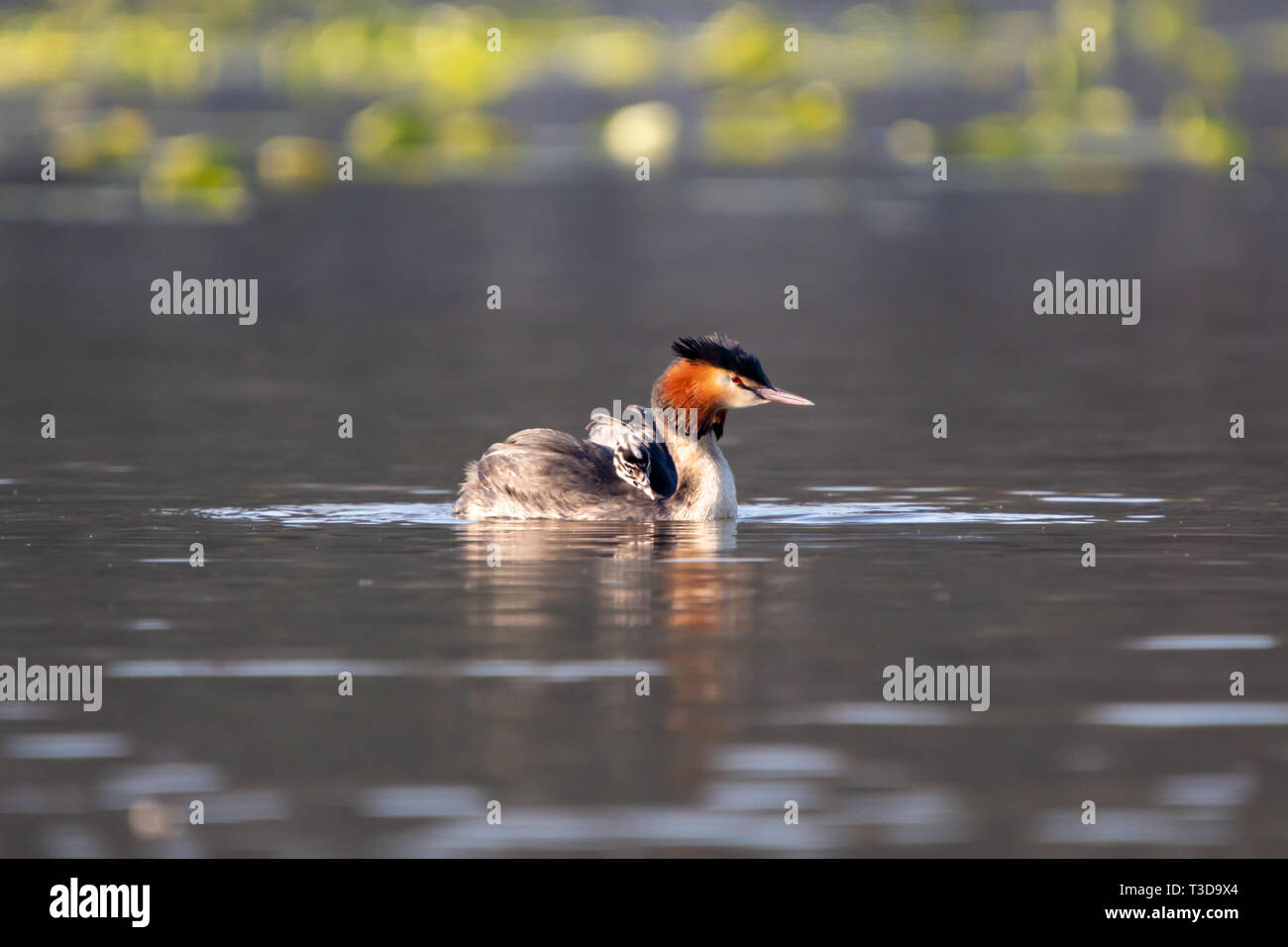 Colour wildlife portrait photograph of adult Great crested grebe (Podiceps cristatus) with chick on back whilst swimming on water. Taken on Hatchpond, Stock Photo