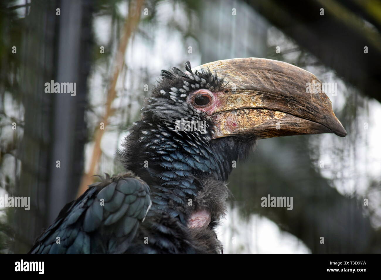 Exotic Bird Ceratogymna Brevis Portrait Stock Photo