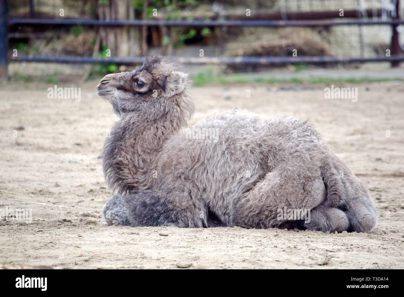 Small Baby Camel Portrait Camelus Bactrianus Resting Stock Photo Alamy