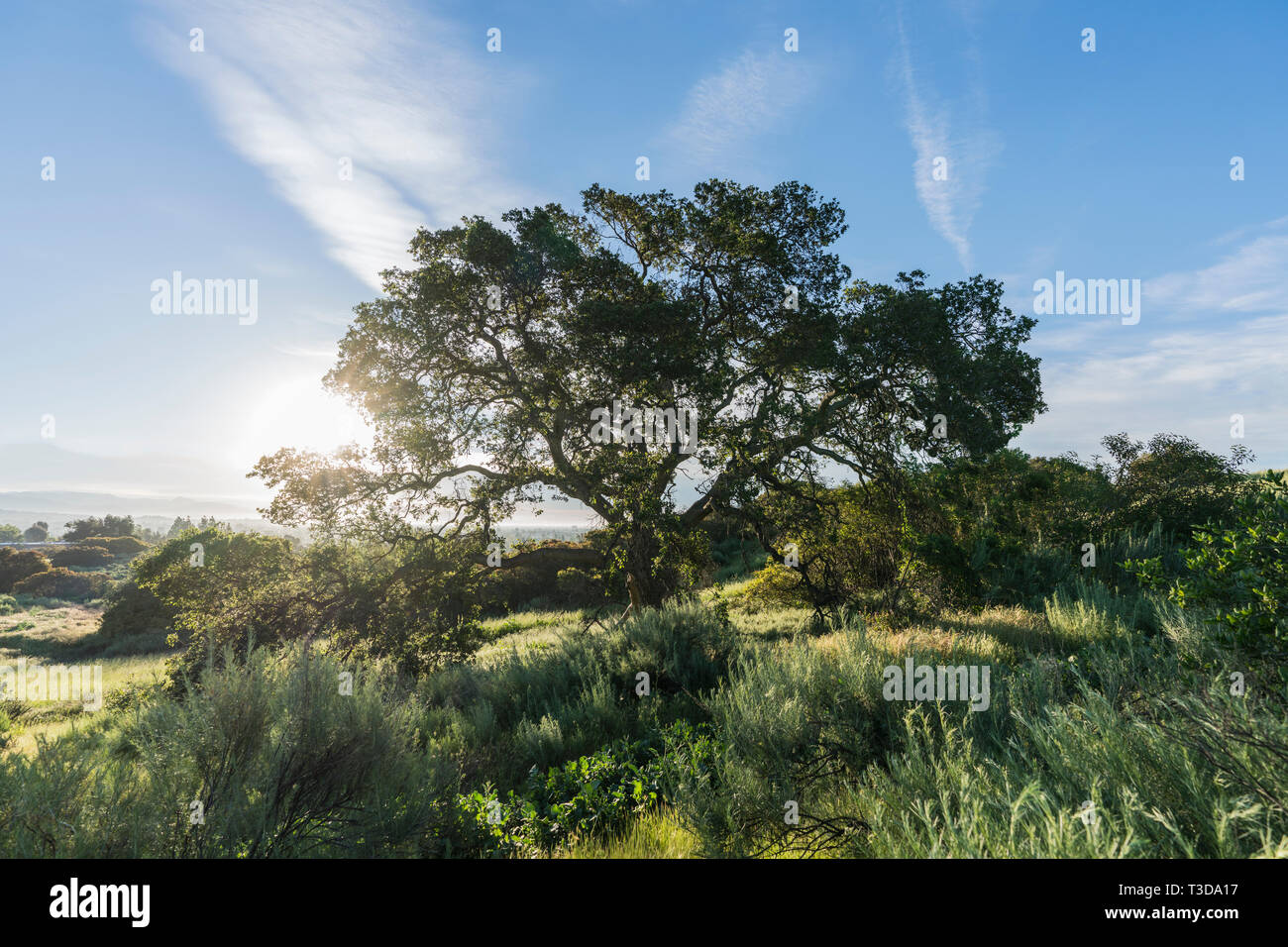 Early morning view of native California oak tree on hillside at Santa Susana Pass State Historic Park in the San Fernando Valley area of Los Angeles. Stock Photo