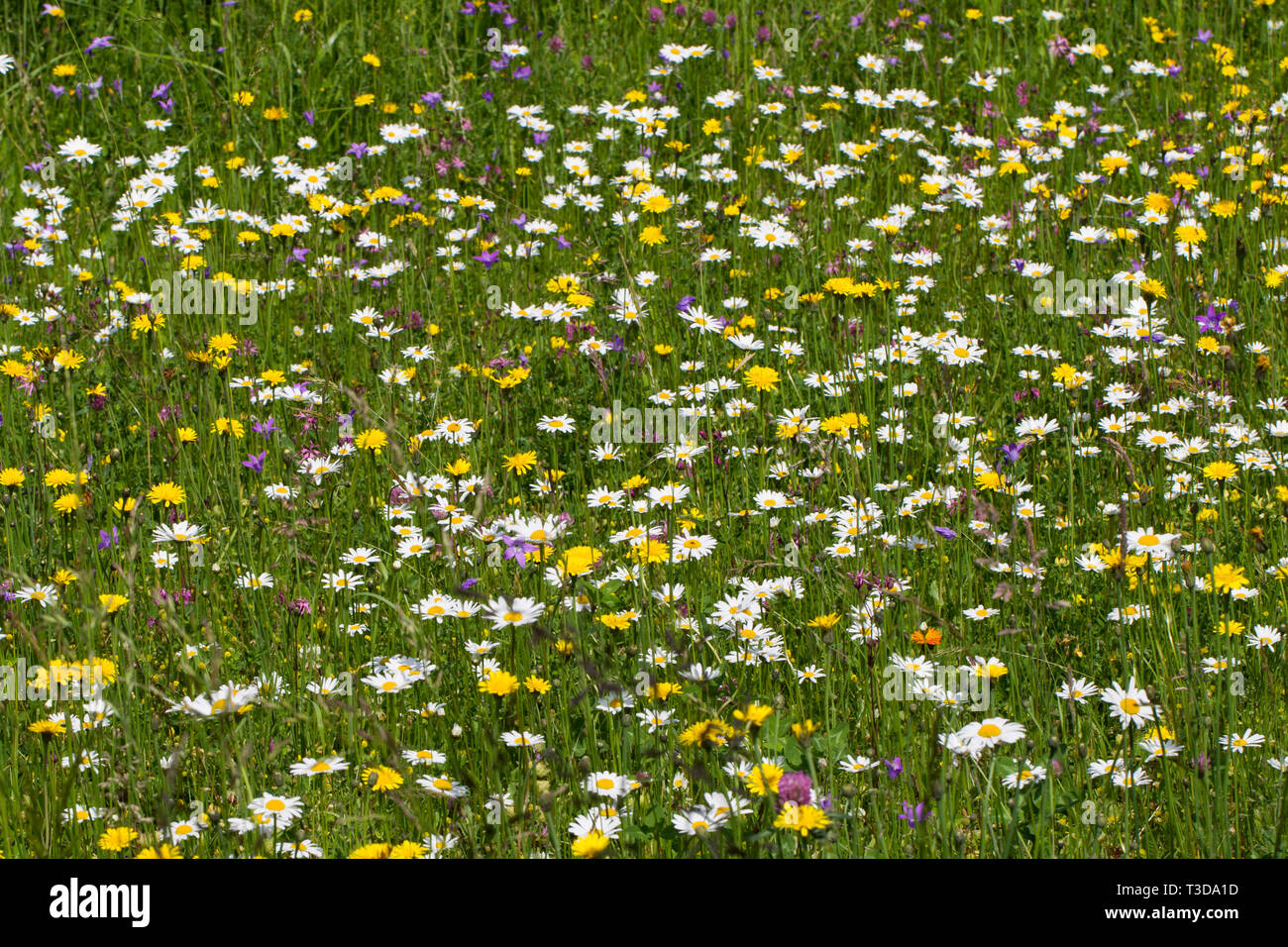 Blumenwiese, flower meadow Stock Photo