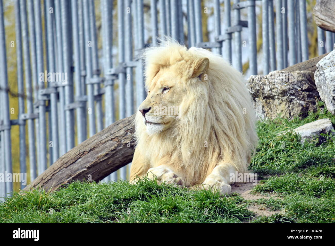 White Lion Resting Panthera Leo Krugeri Stock Photo - Alamy