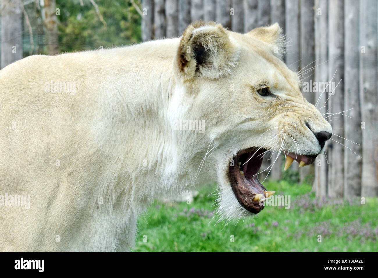 White Lioness Panthera Leo Krugeri Roaring Stock Photo