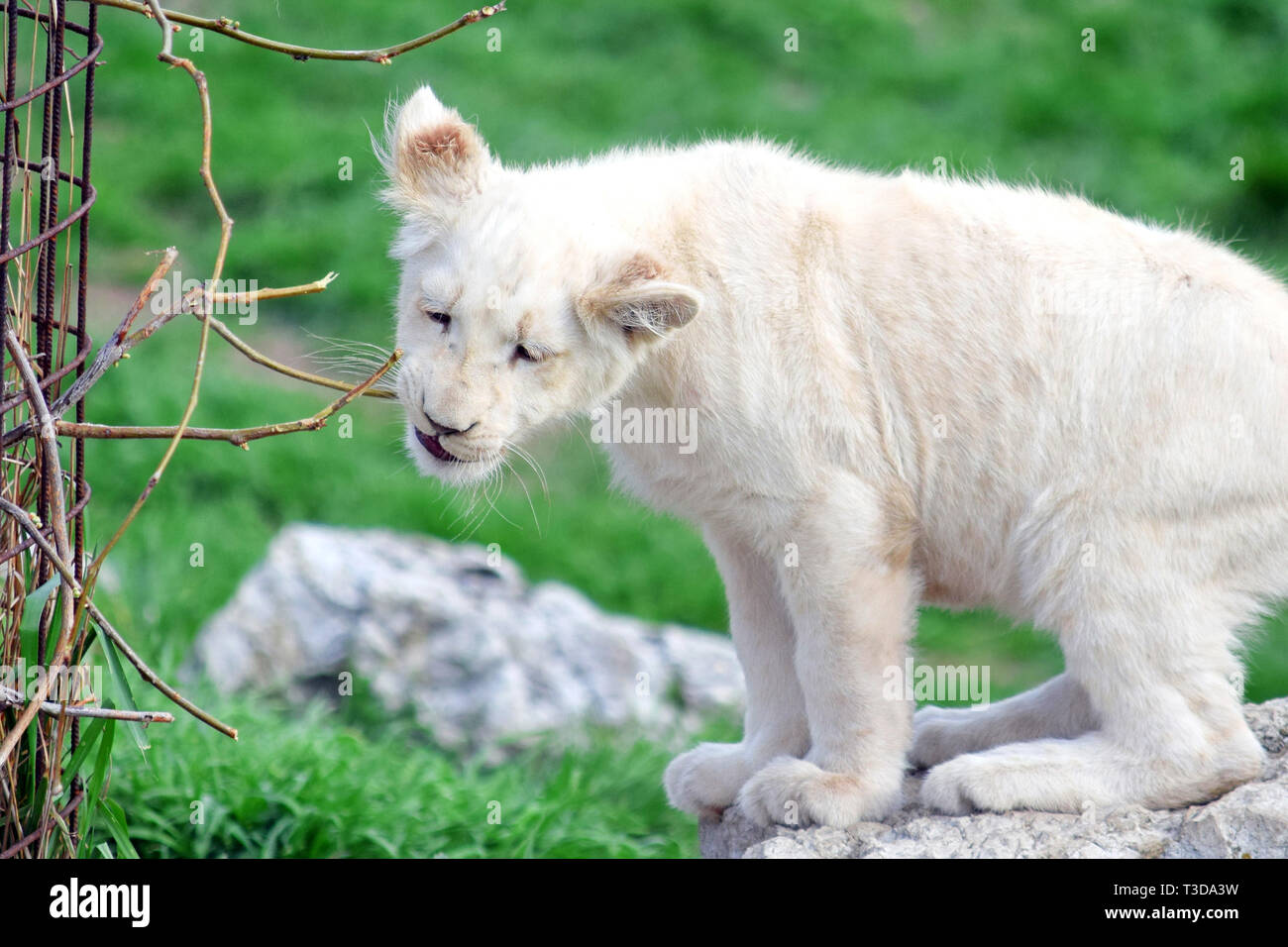 Small Baby White Lion Panthera Leo Krugeri Playing with Branch Stock ...