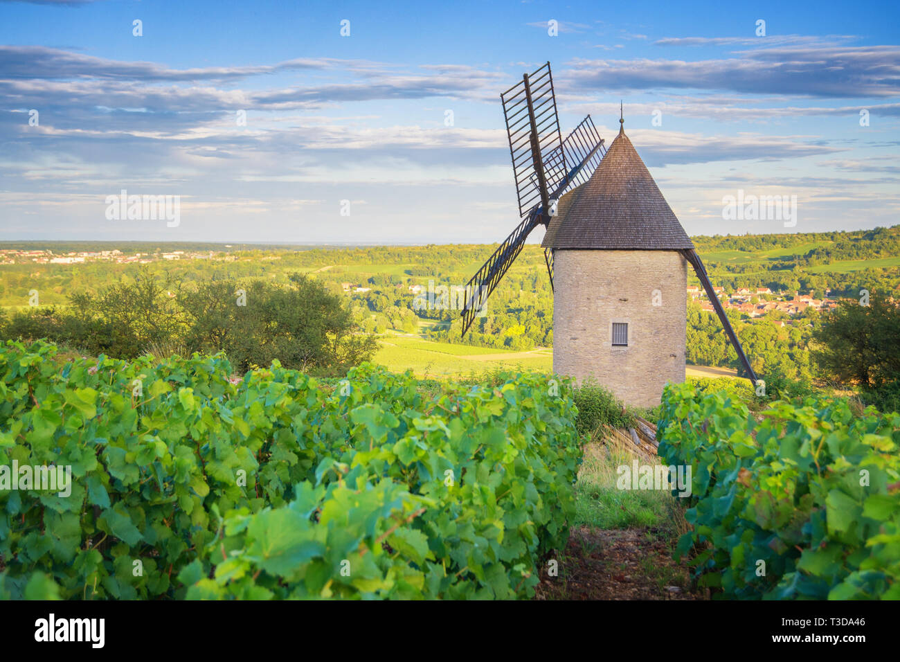 Burgundy Vineyard and Windmill near Santenay - France Stock Photo